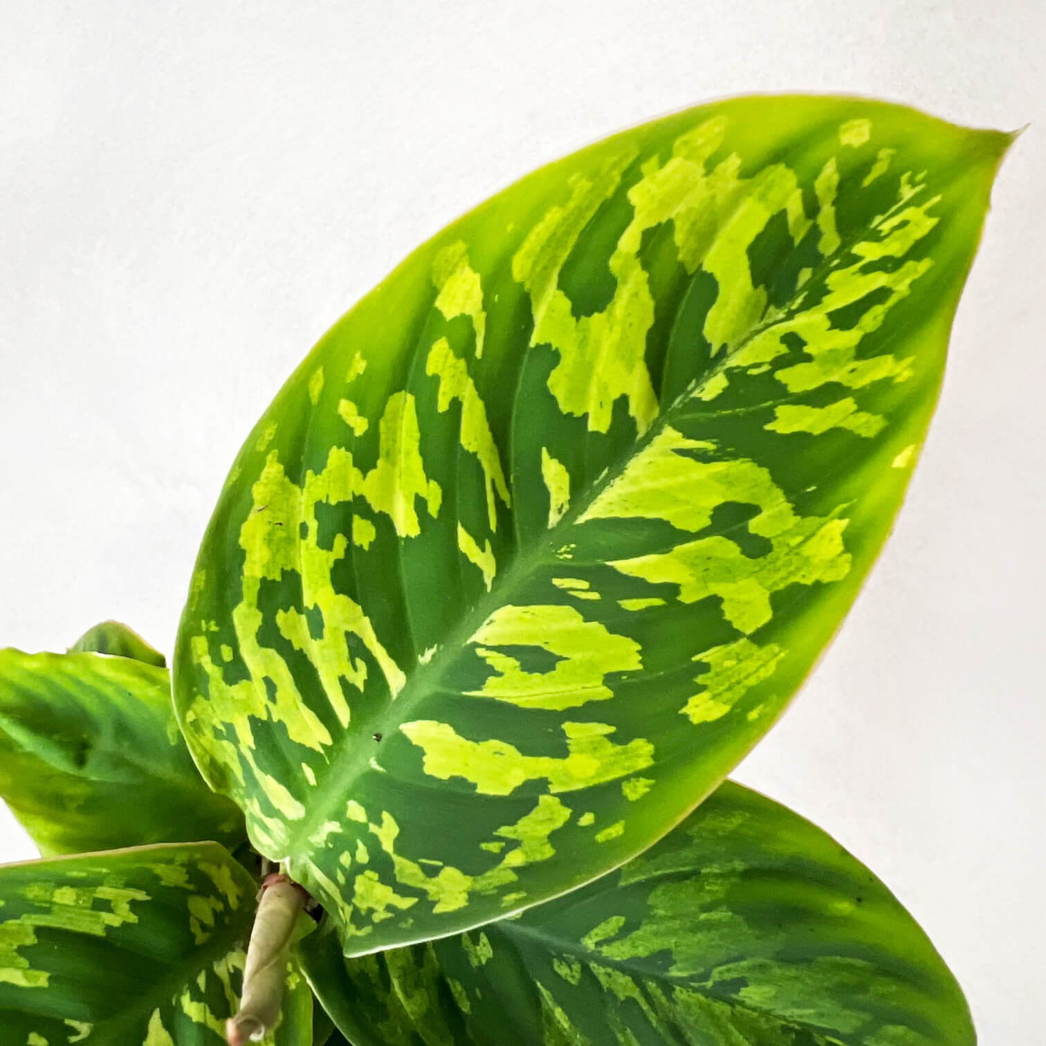 Mini Homalomena wallisii 'Camouflage'