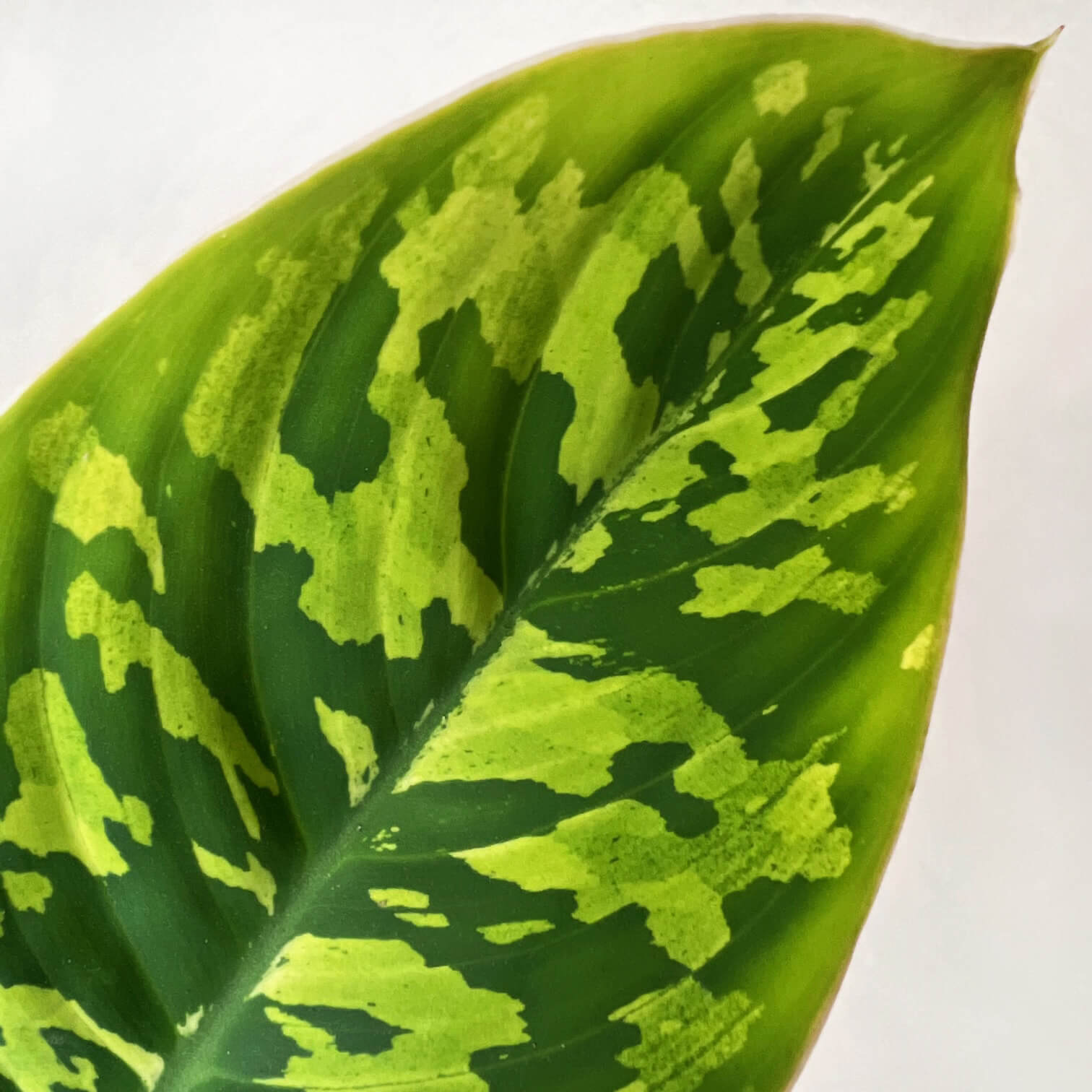 Mini Homalomena wallisii 'Camouflage'
