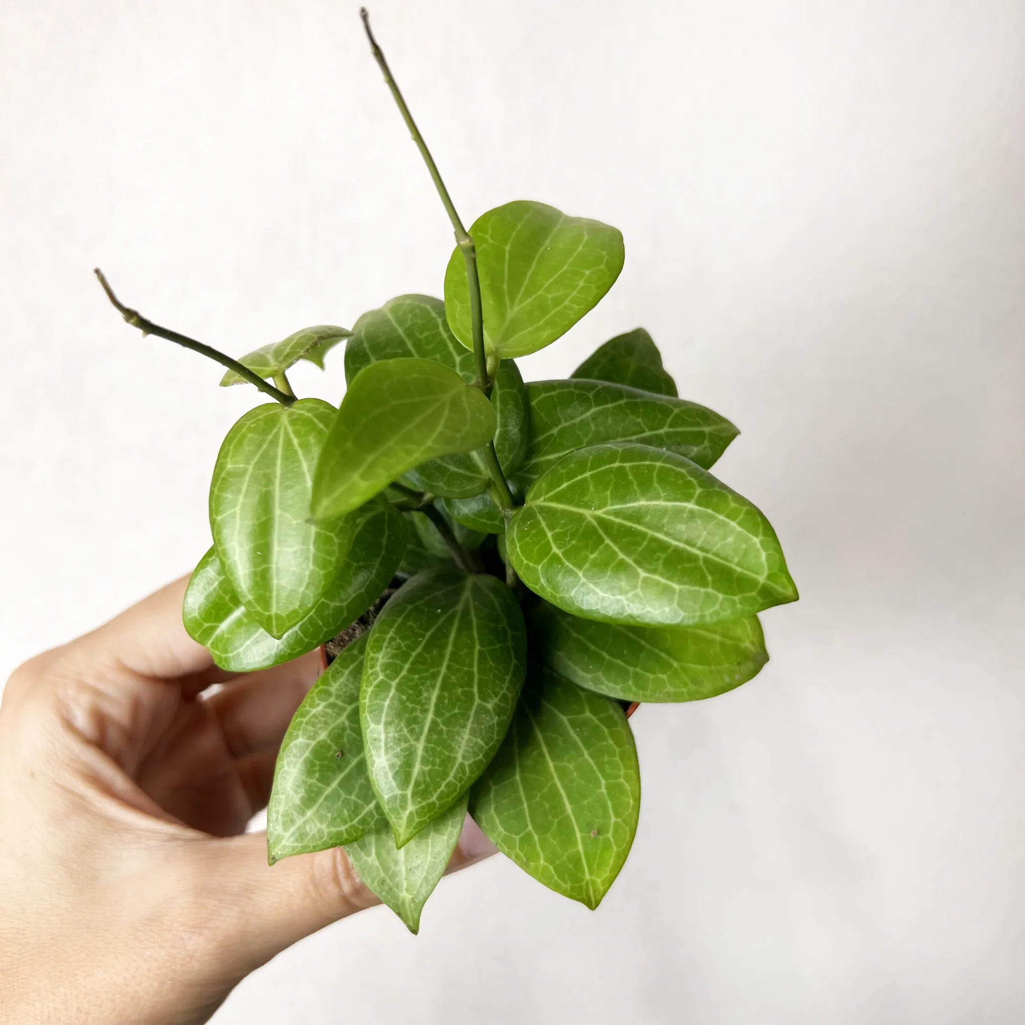 Baby Hoya Fitchii