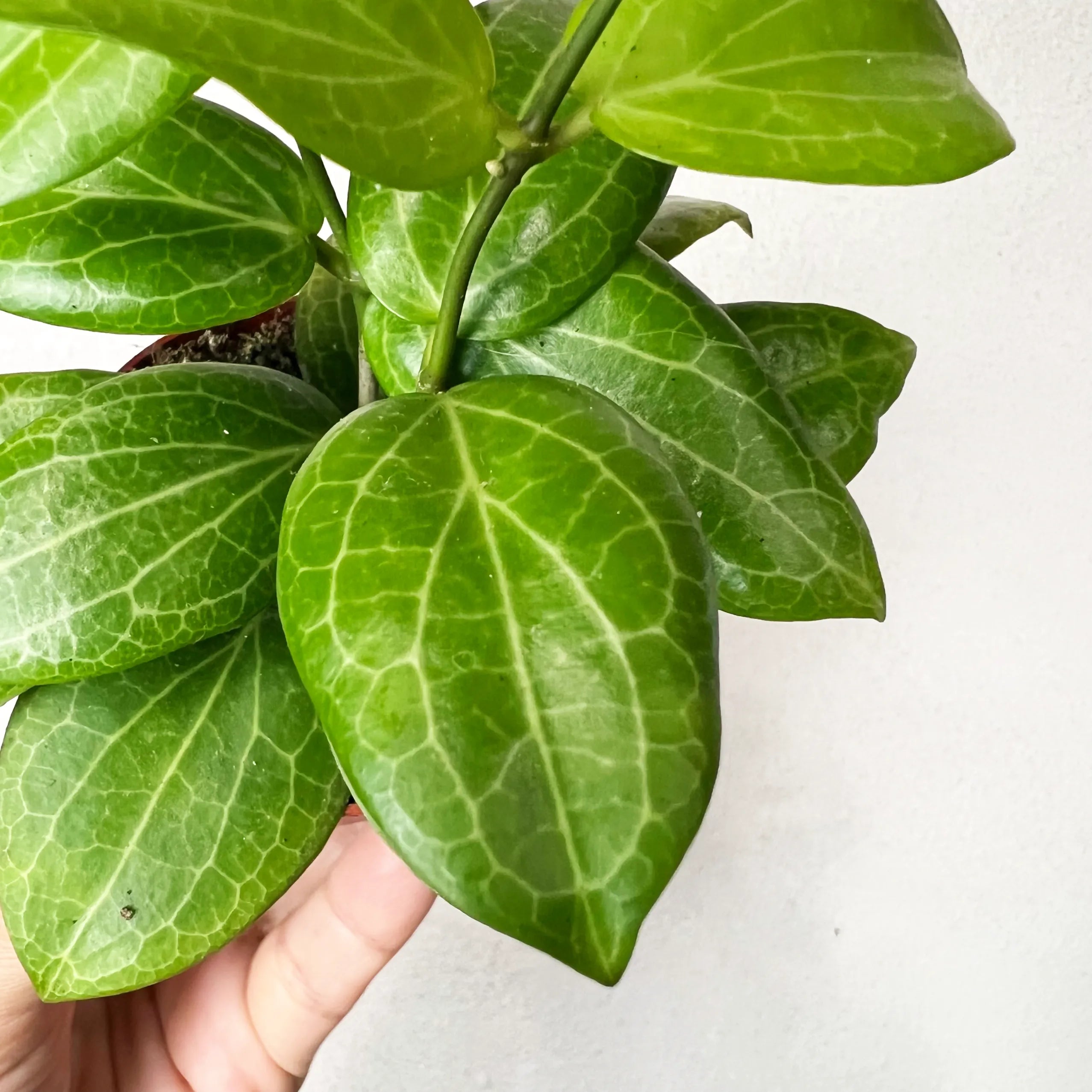 Baby Hoya Fitchii