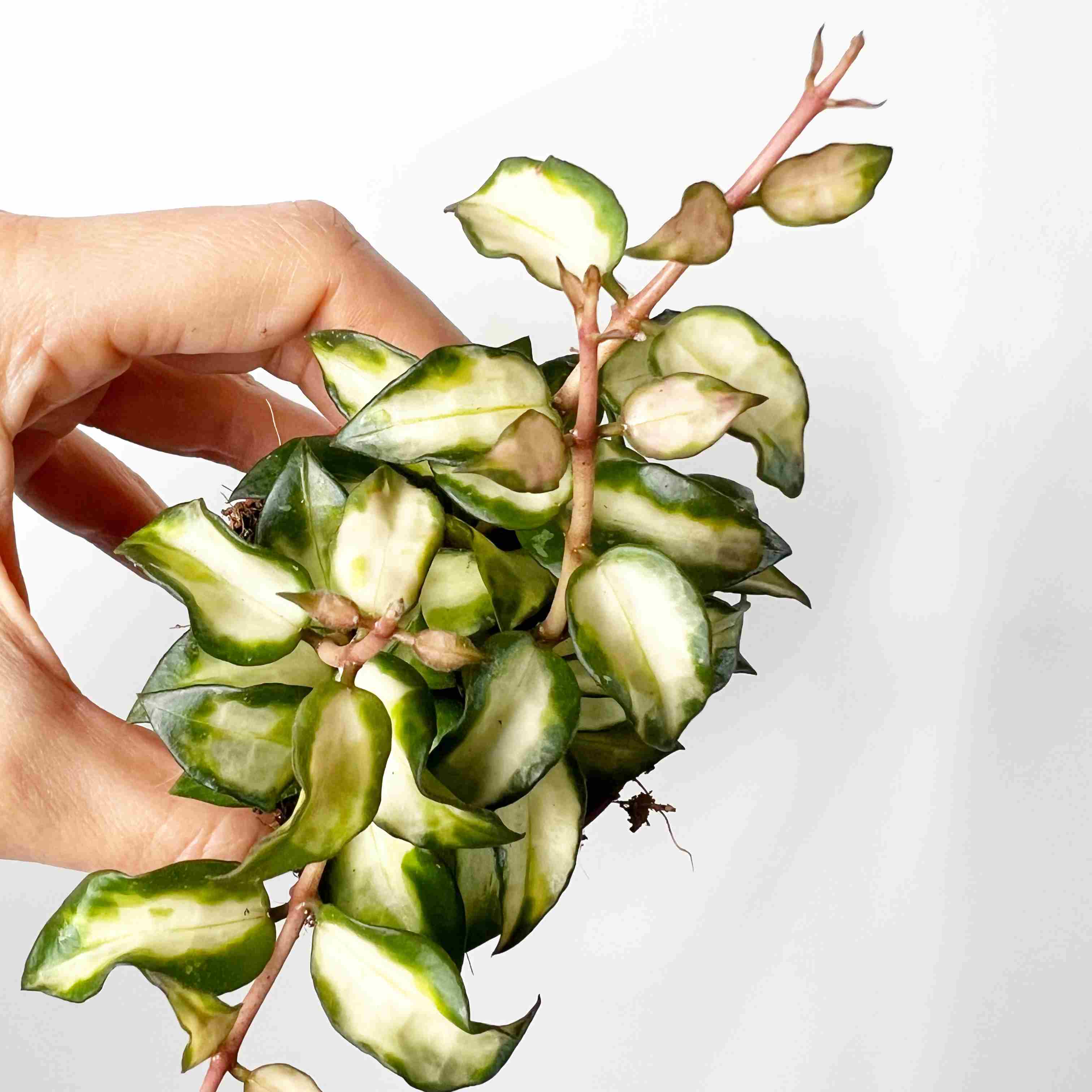 Hoya lacunosa Minara