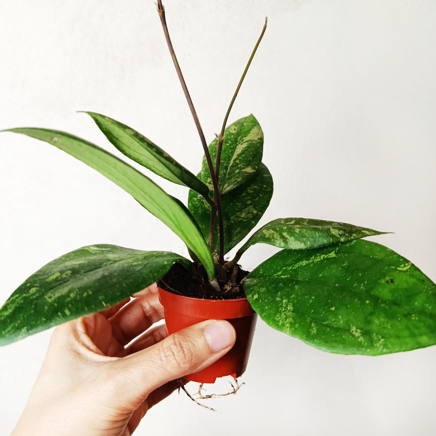 baby Hoya Aff Vitellina