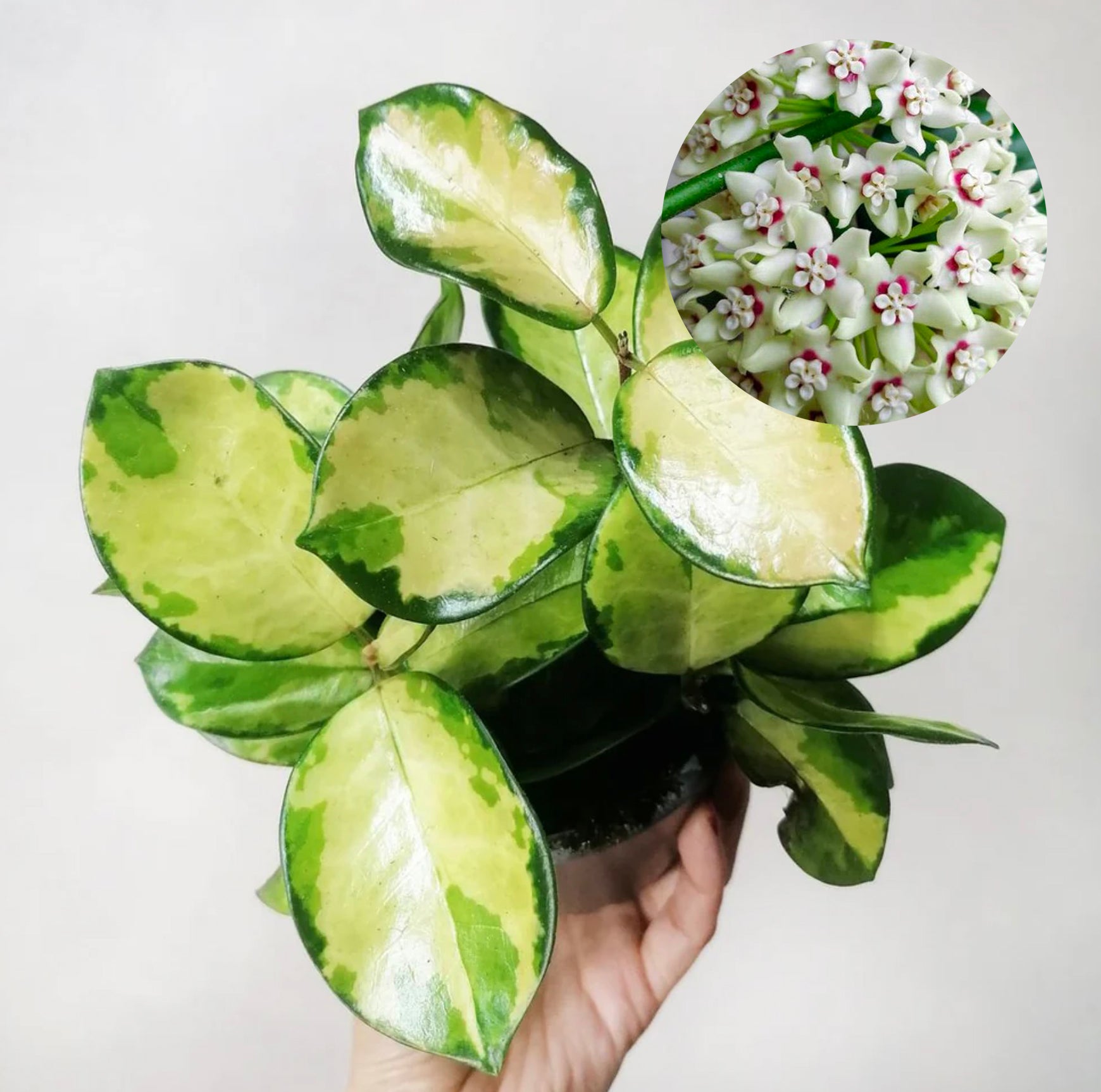 Hoya australis ‘Lisa’