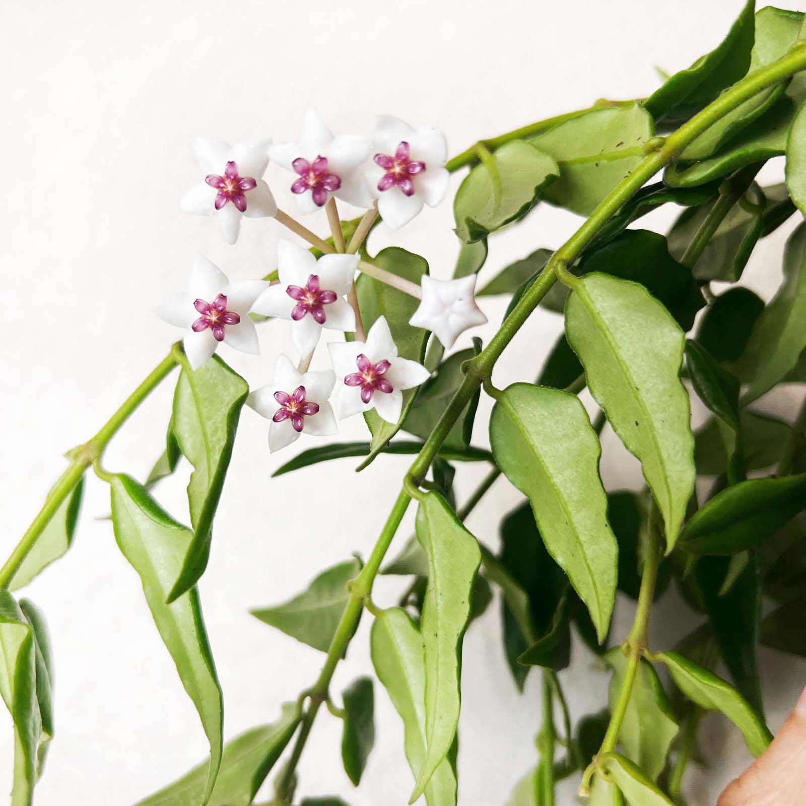 Hoya Bella