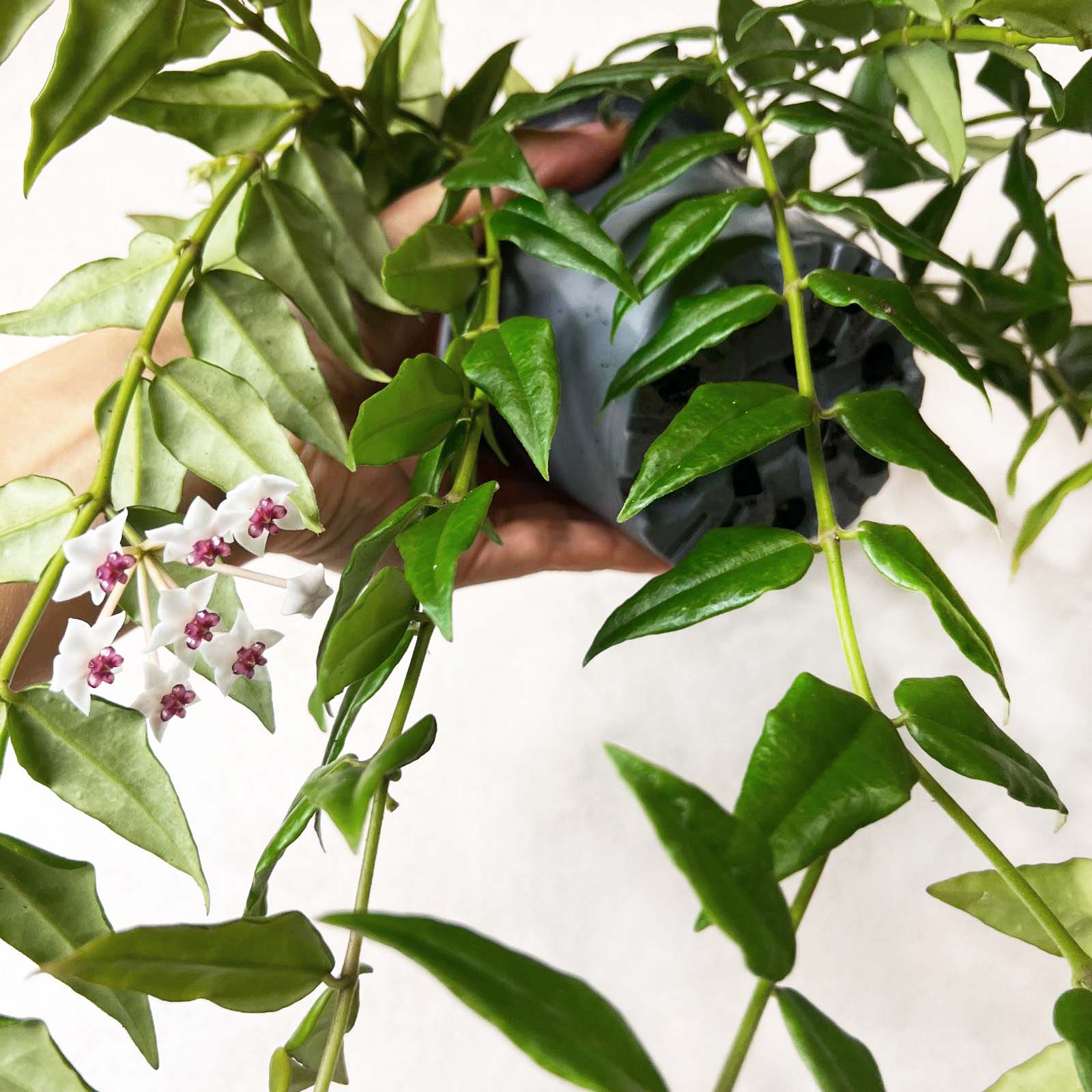 Hoya Bella
