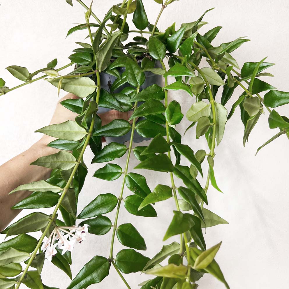 Hoya Bella