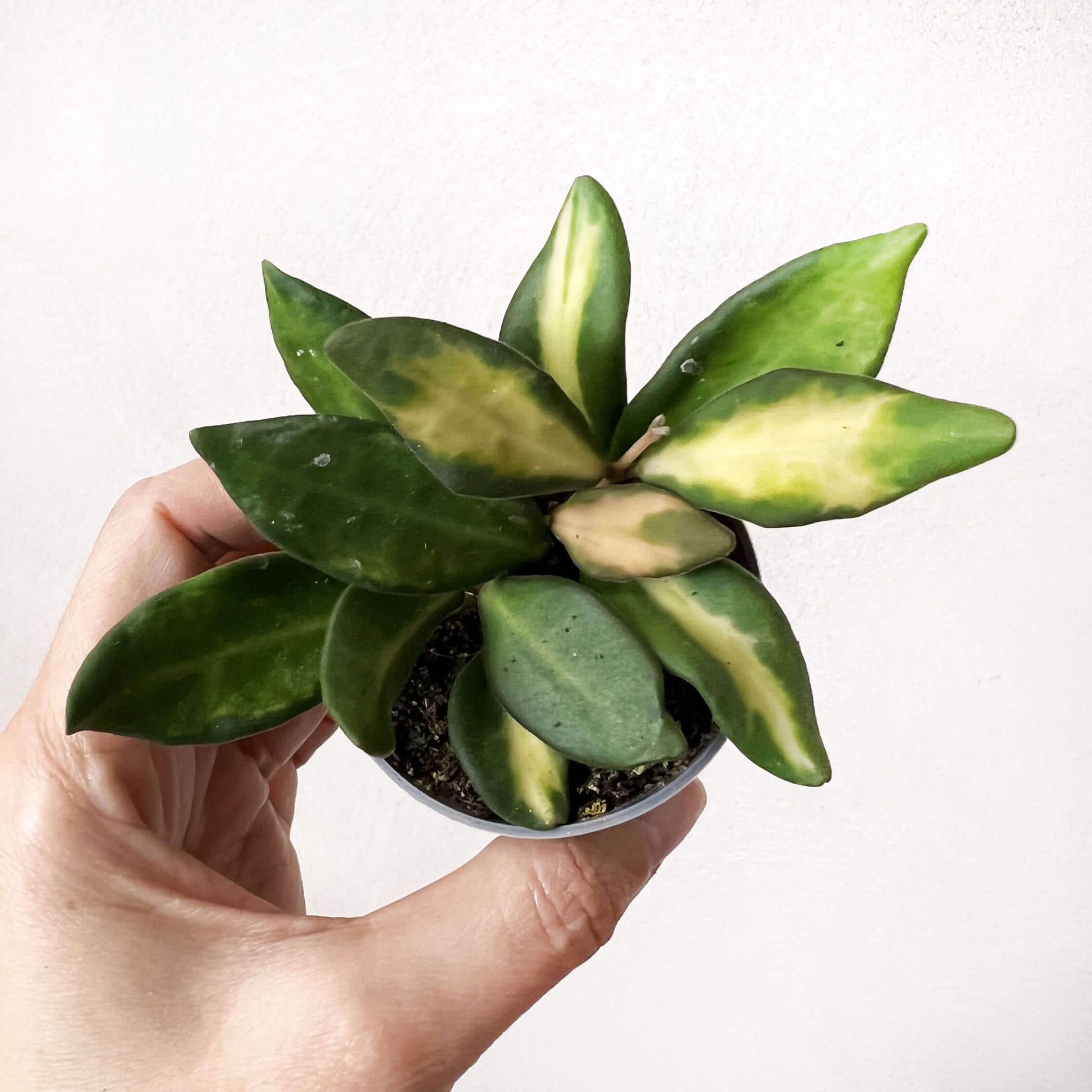 baby Hoya Burtoniae variegata (Ds70)