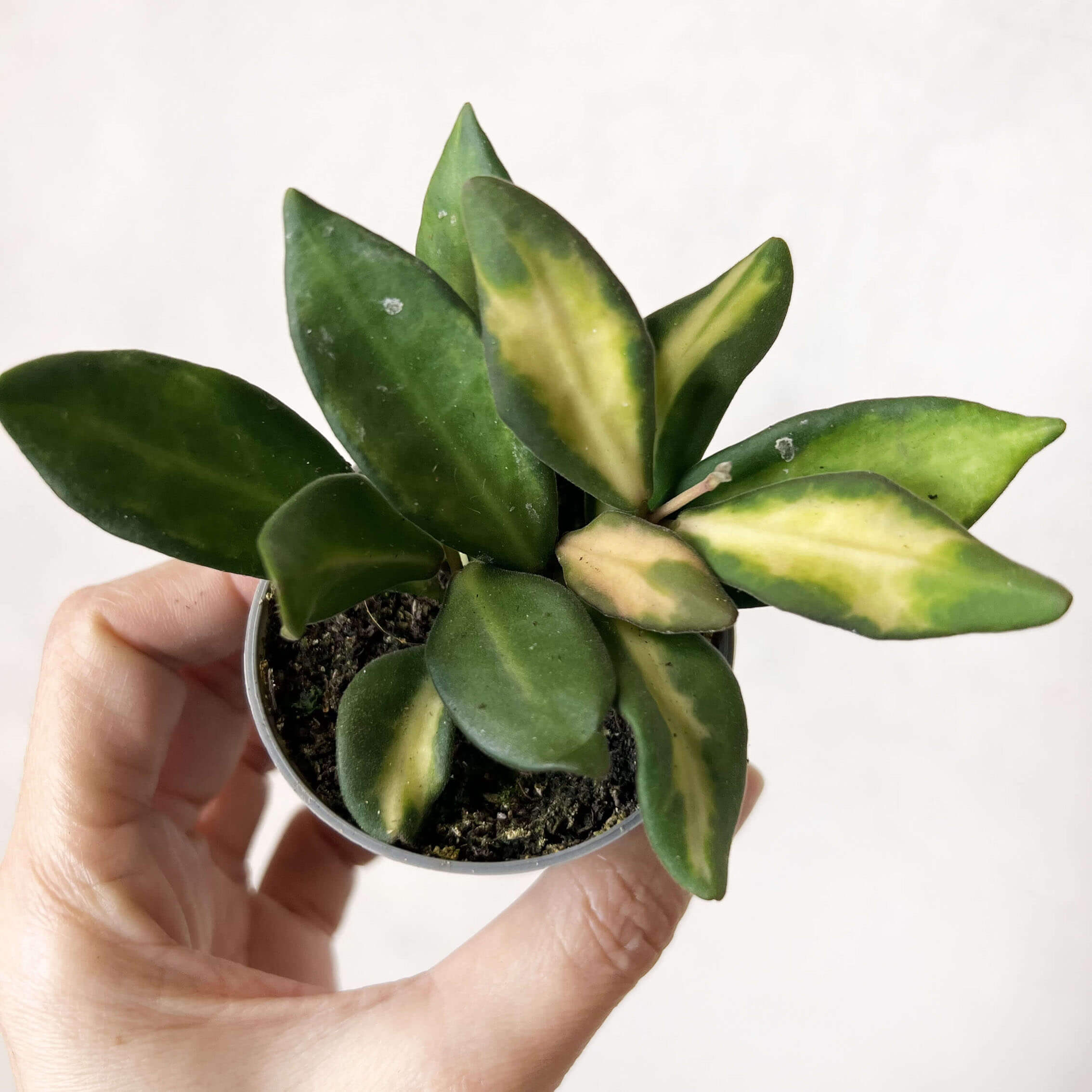 baby Hoya Burtoniae variegata (Ds70)