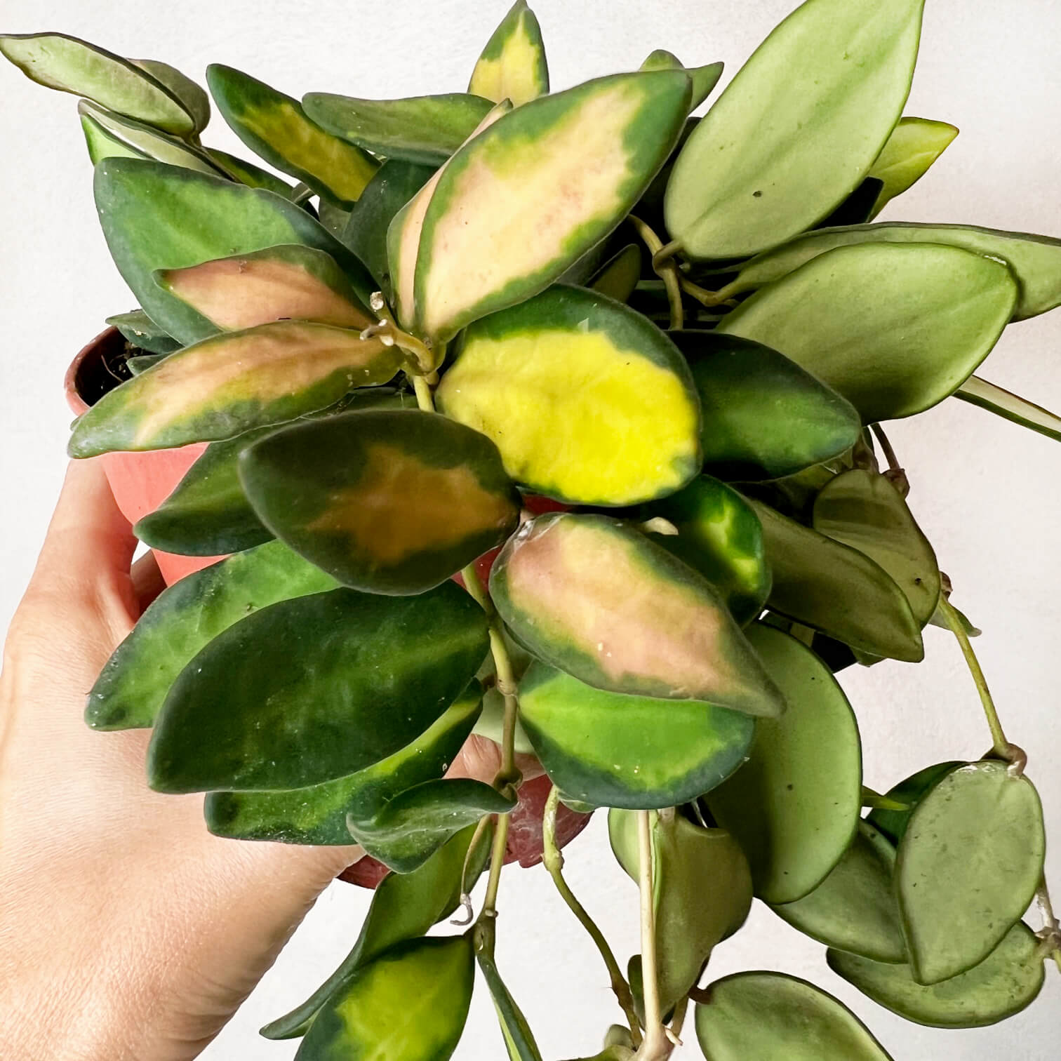Hoya Burtoniae variegata (Ds70)