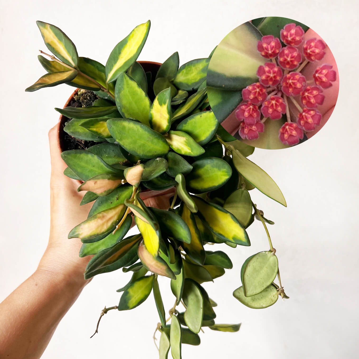 Hoya Burtoniae variegata (Ds70)