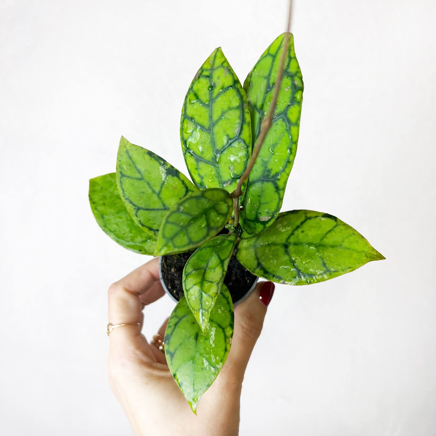 Hoya callistophylla
