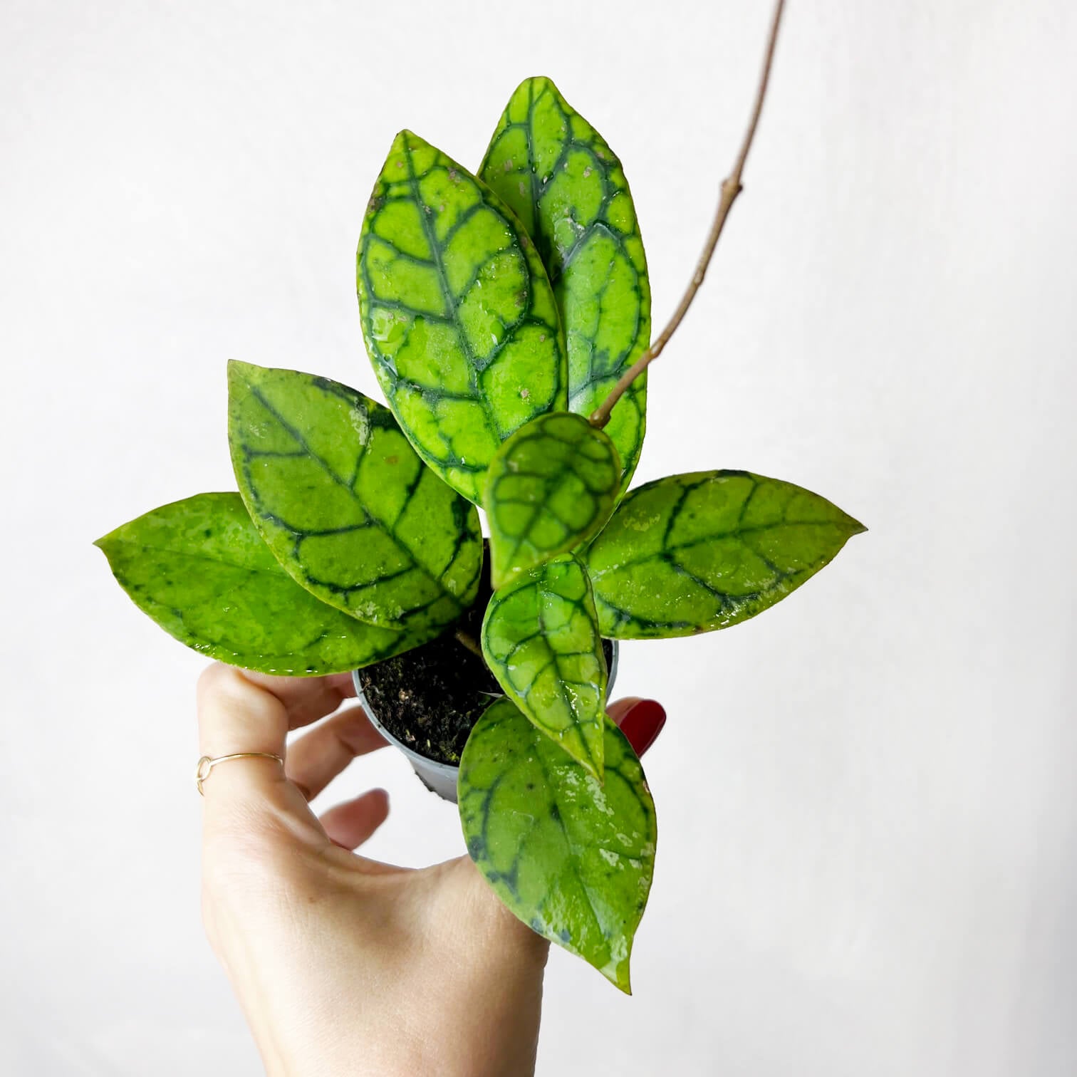 Hoya callistophylla