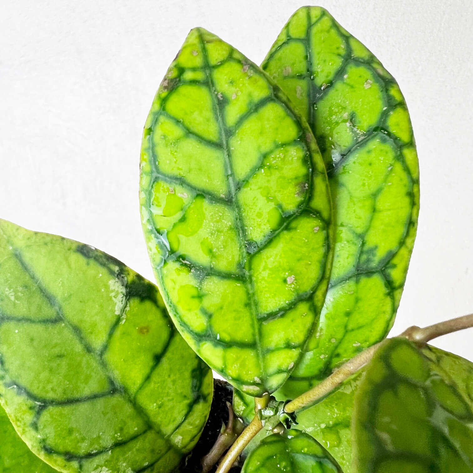 Hoya callistophylla