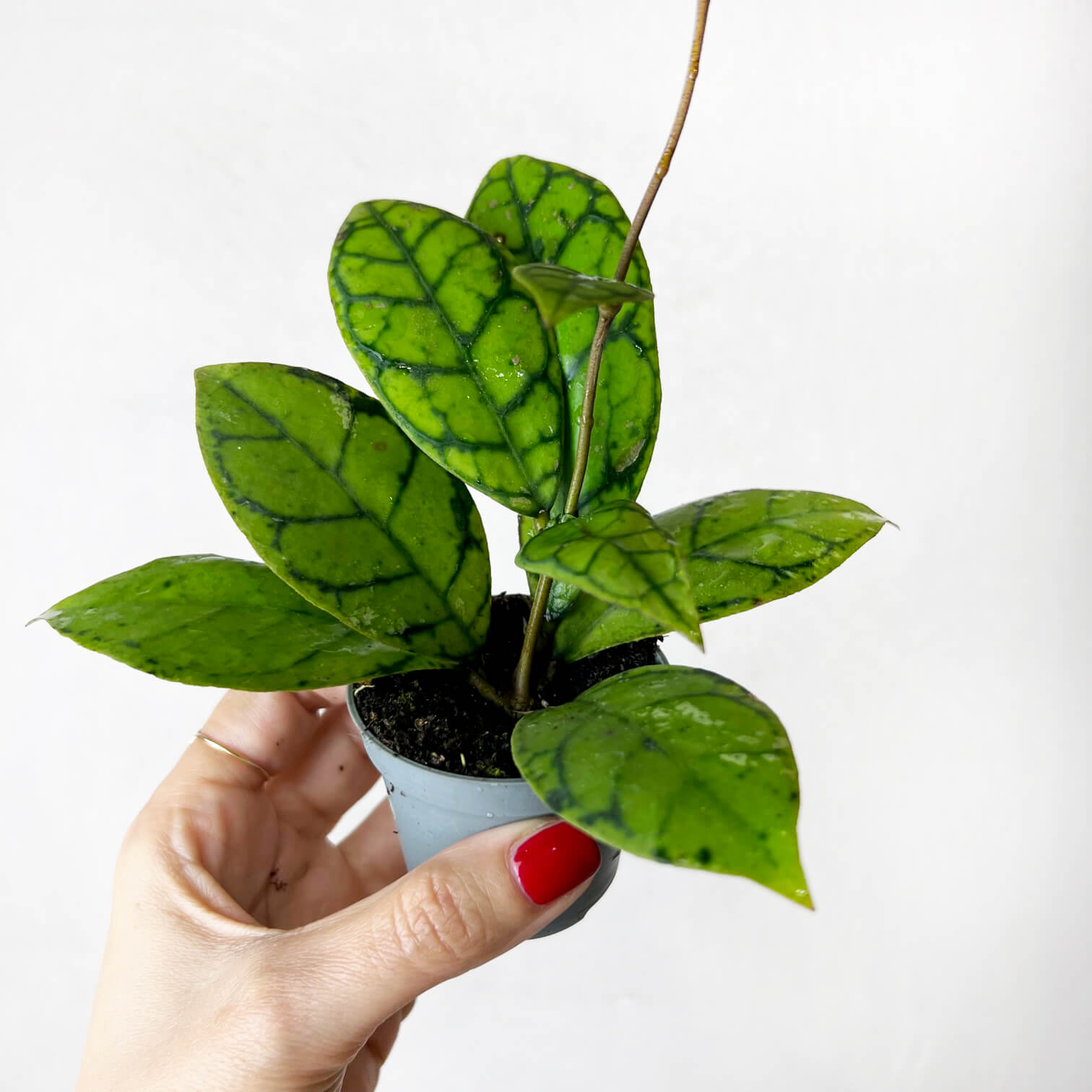 Hoya callistophylla