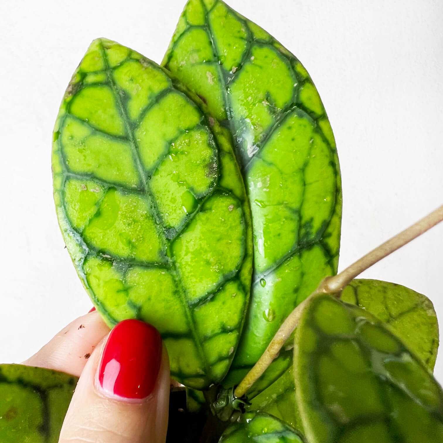 Hoya callistophylla