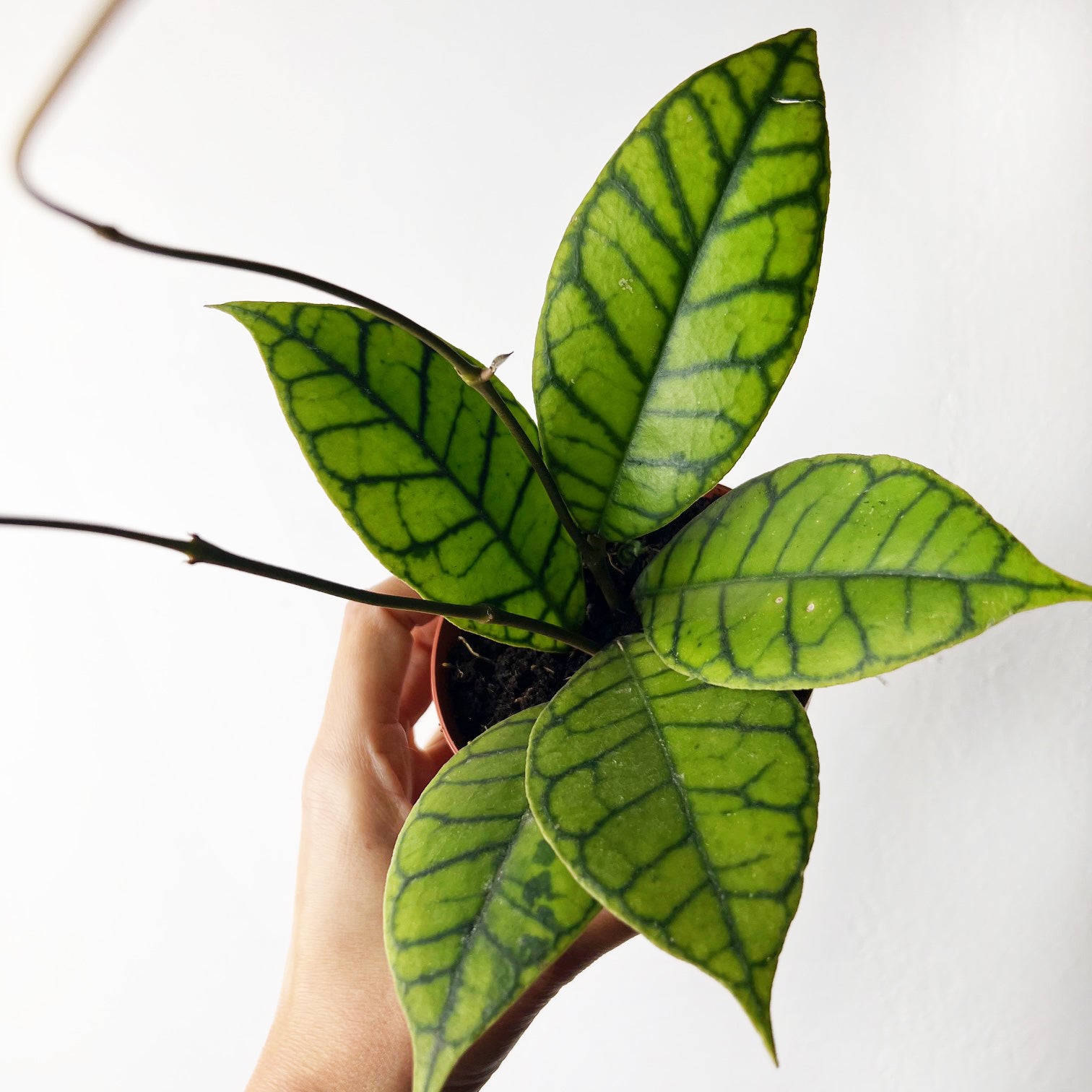 Hoya callistophylla 'KAL 16'
