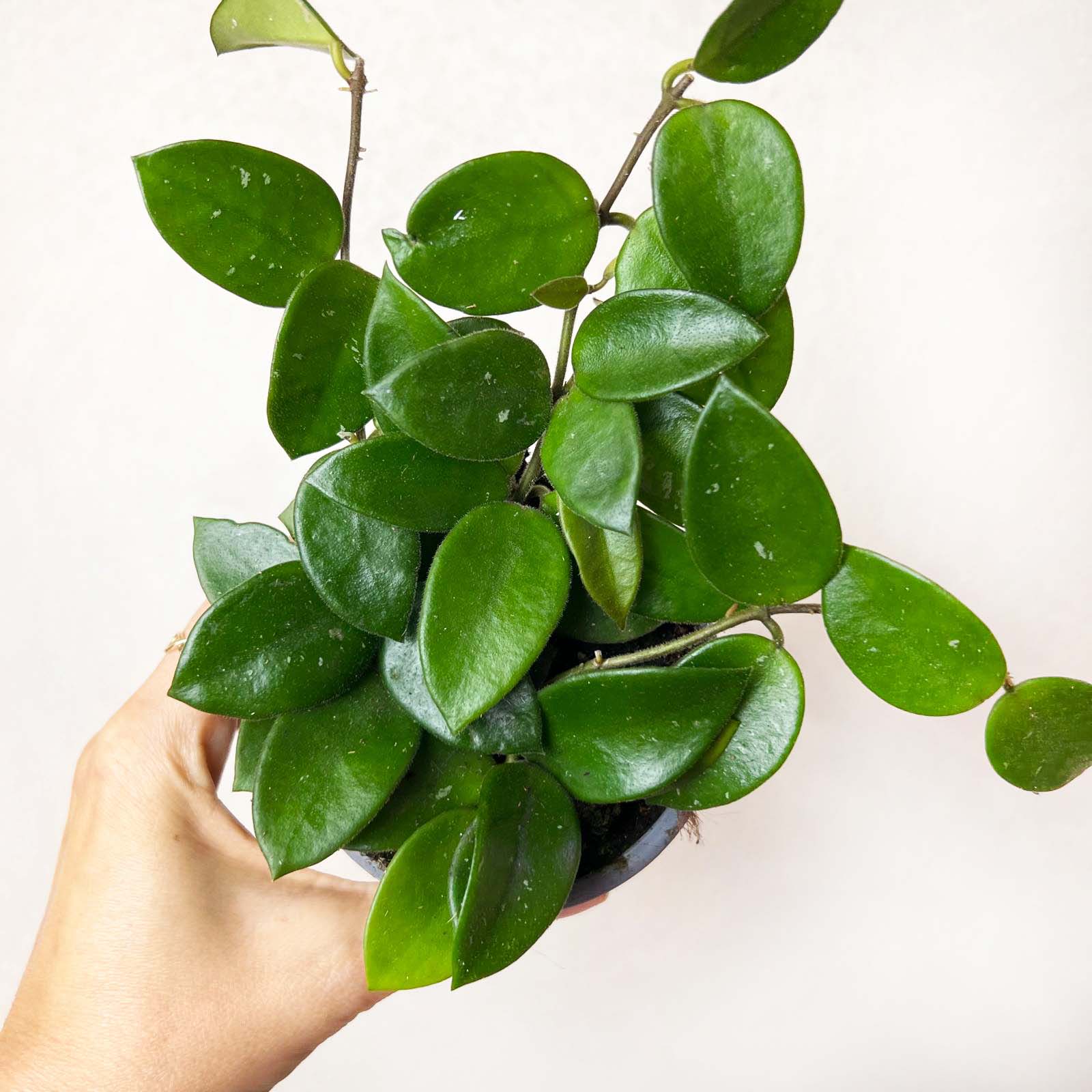 Hoya Chouke