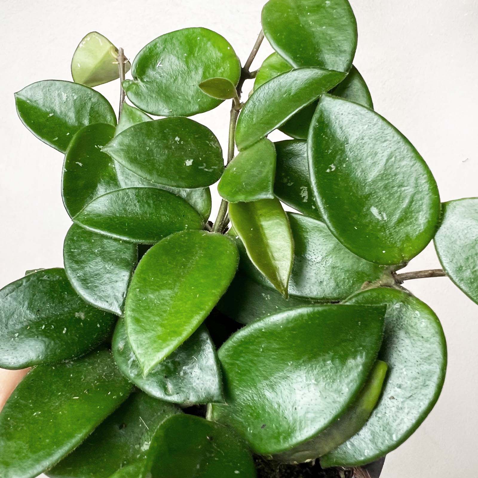 Hoya Chouke