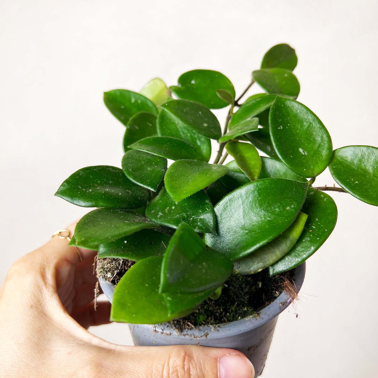 Hoya Chouke