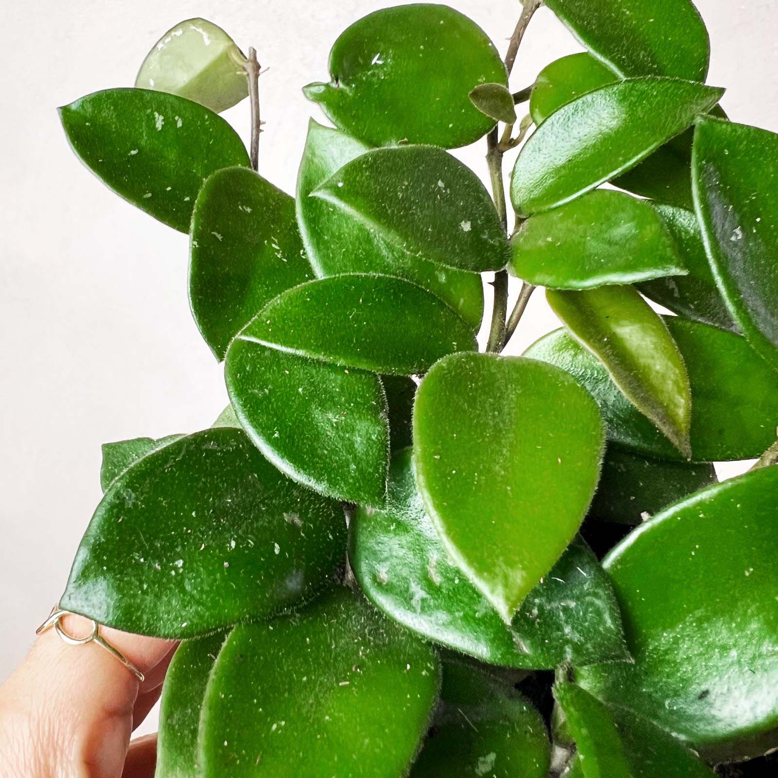 Hoya Chouke