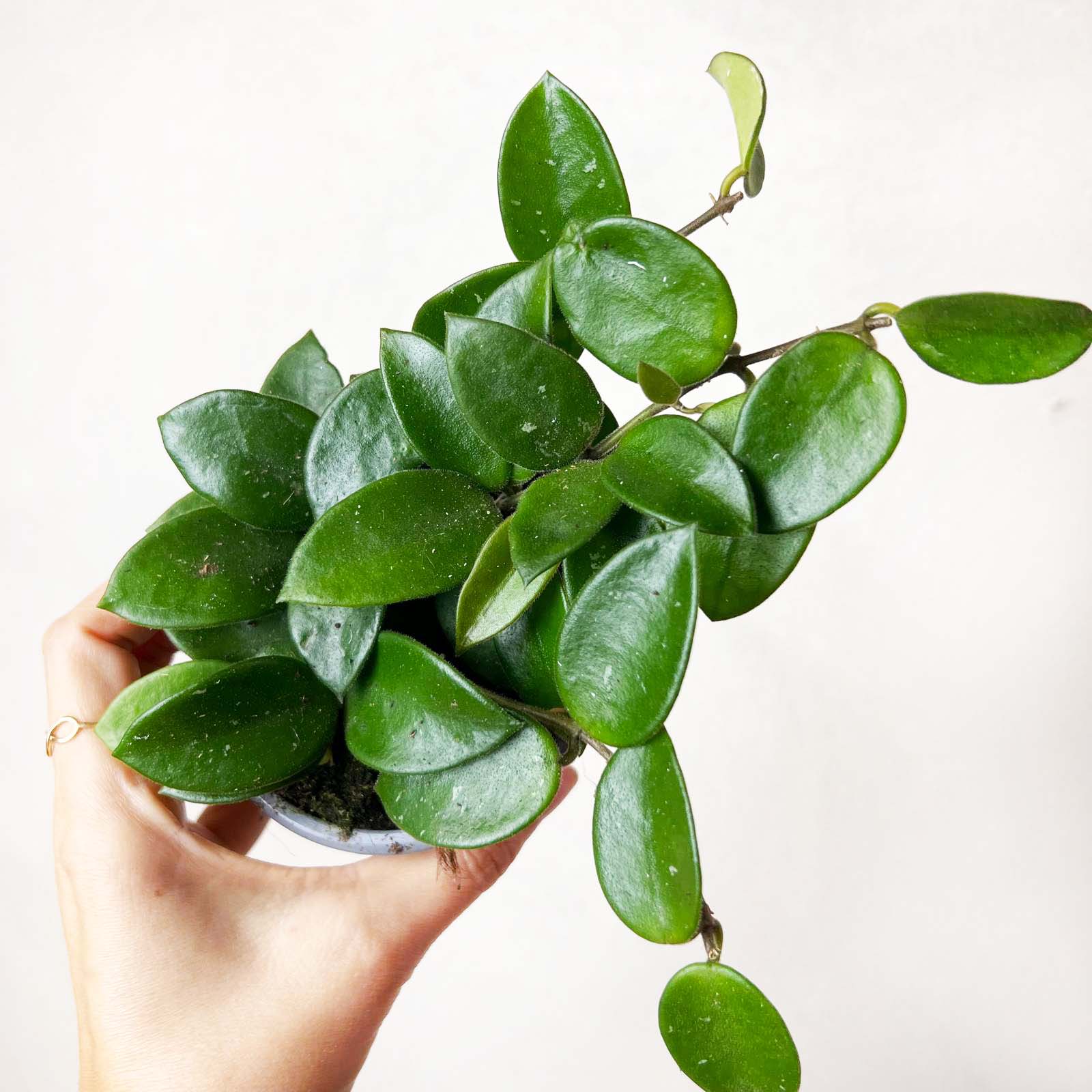 Hoya Chouke