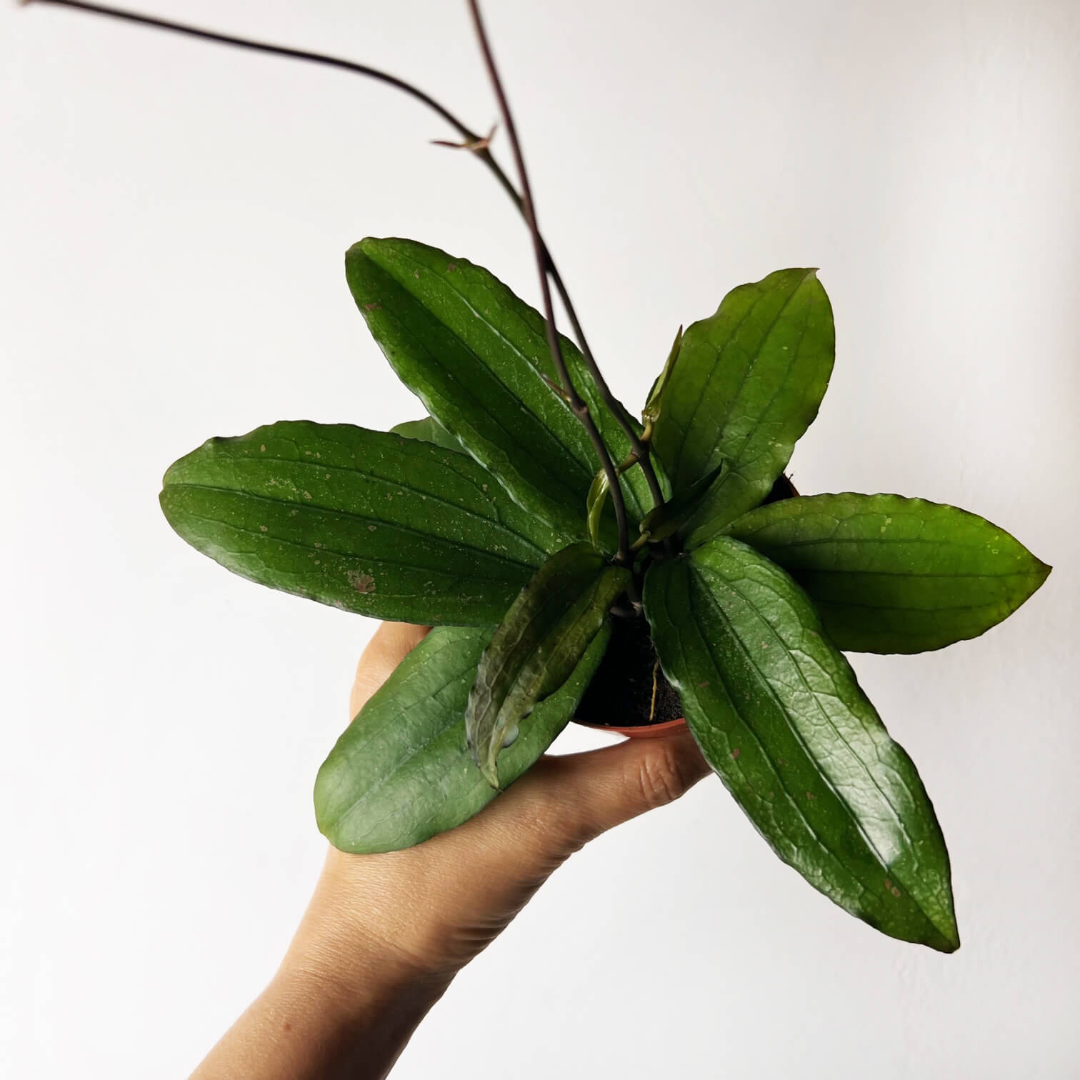 Hoya Erythrina