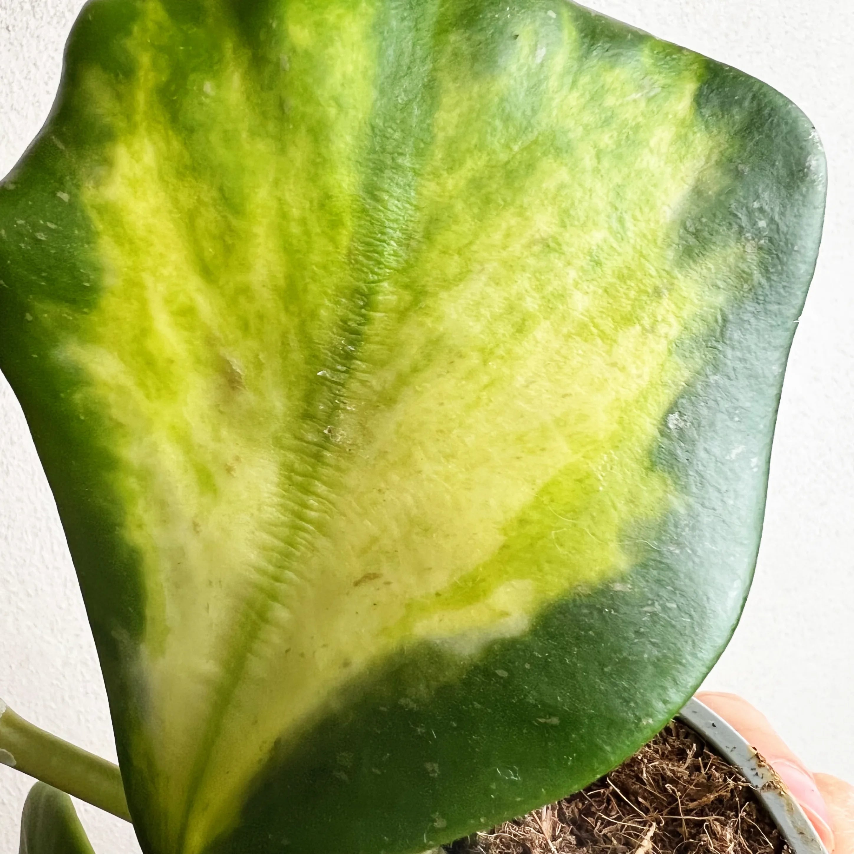 Hoya Kerrii Reverse