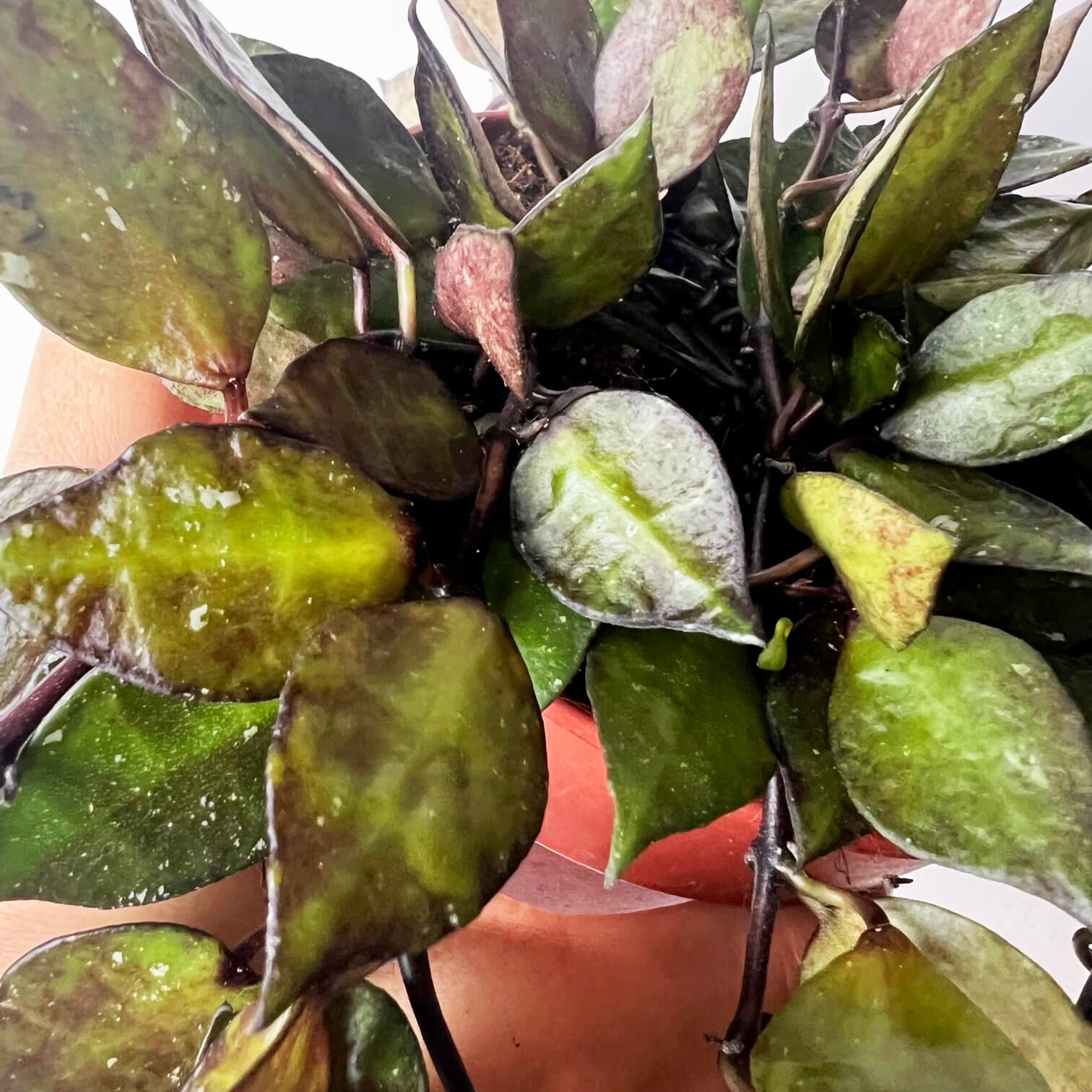 Hoya Krohniana black leaves