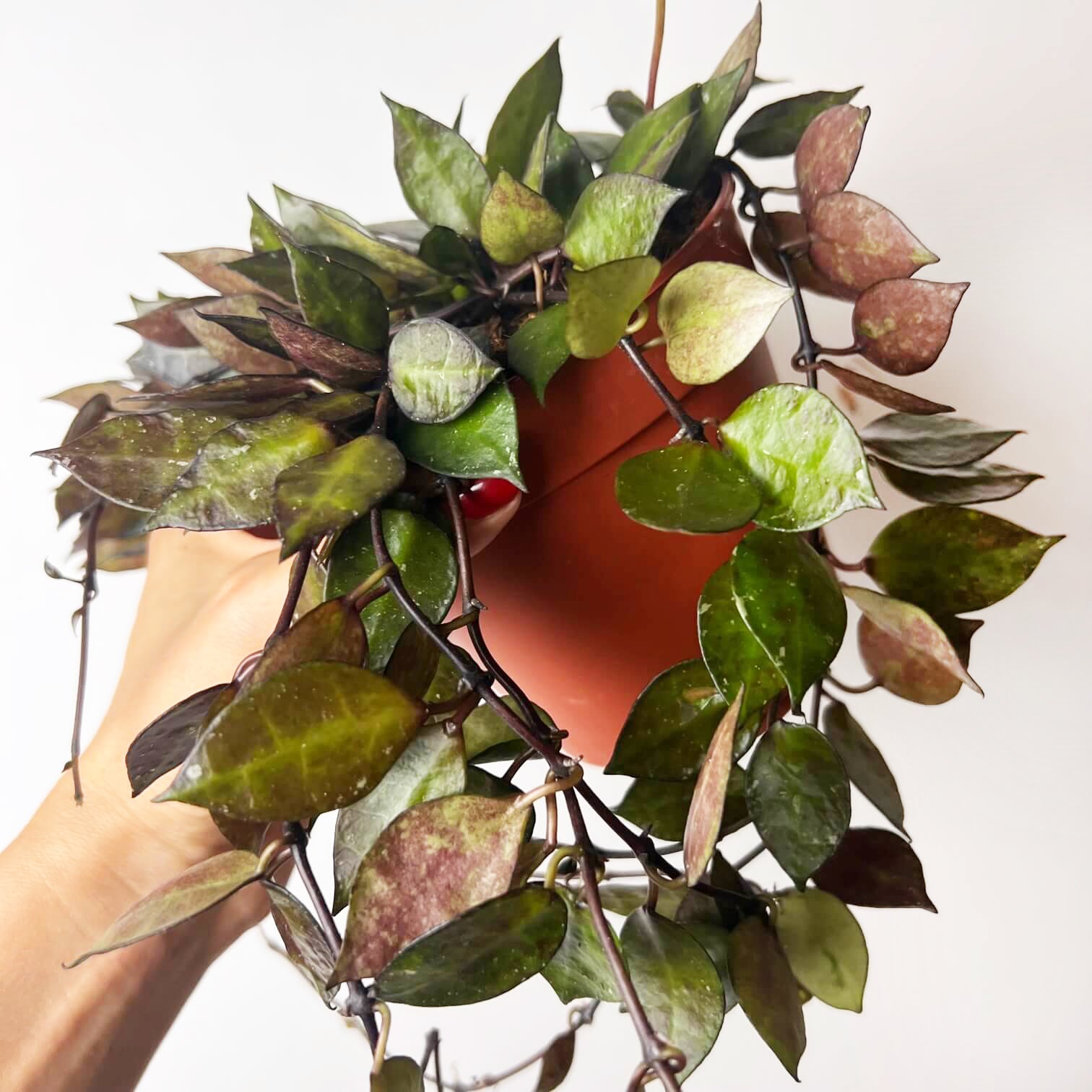 Hoya Krohniana black leaves