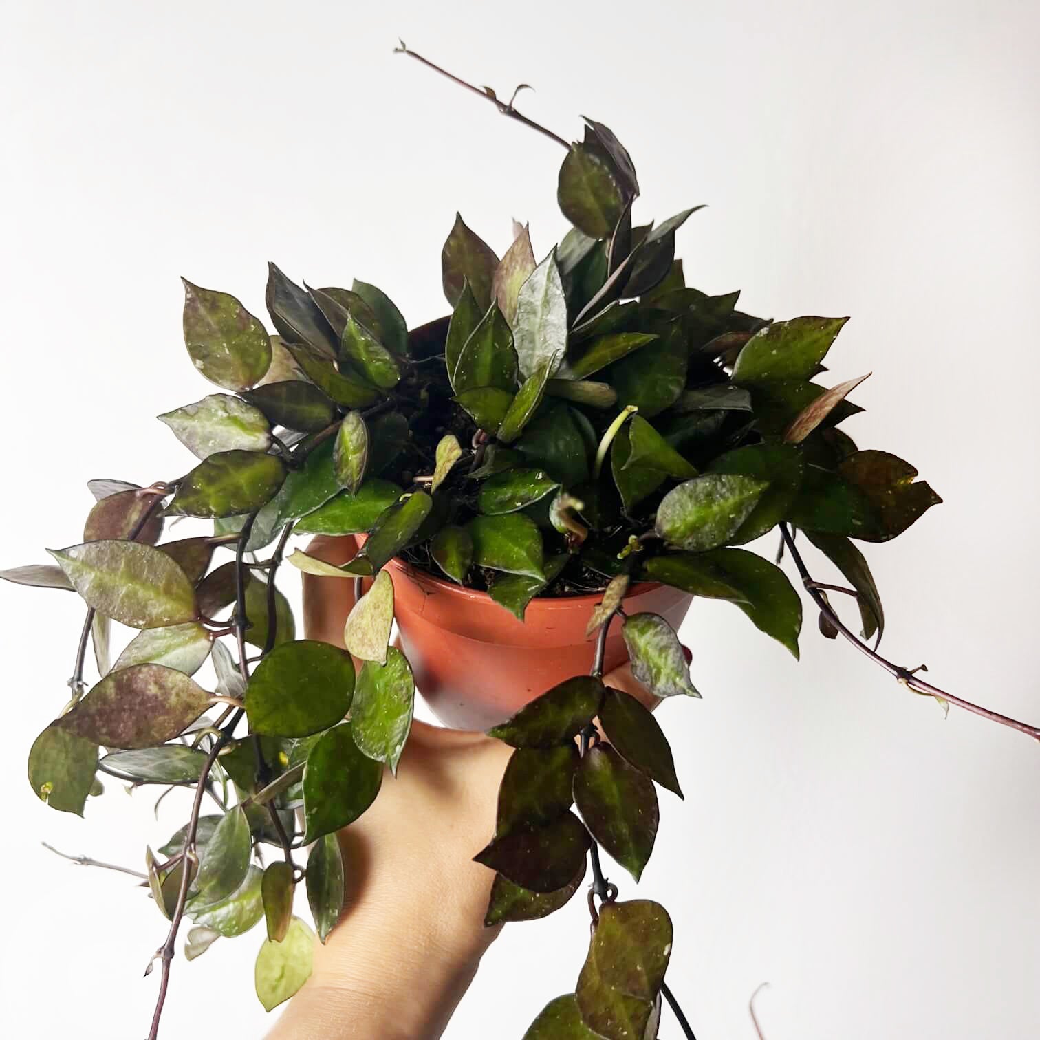 Hoya Krohniana black leaves