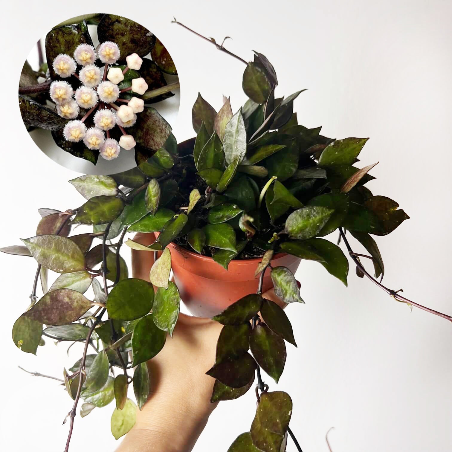 Hoya Krohniana black leaves