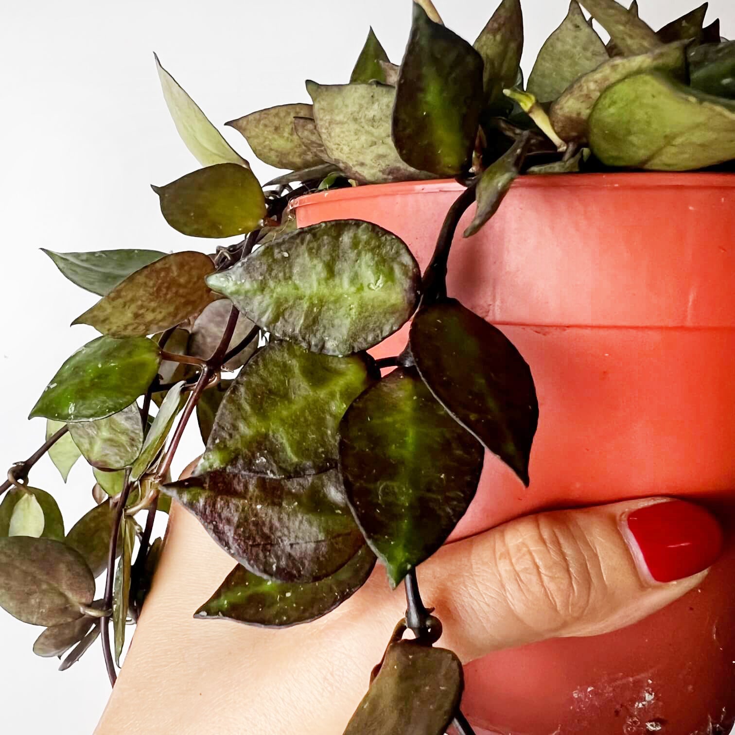 Hoya Krohniana black leaves