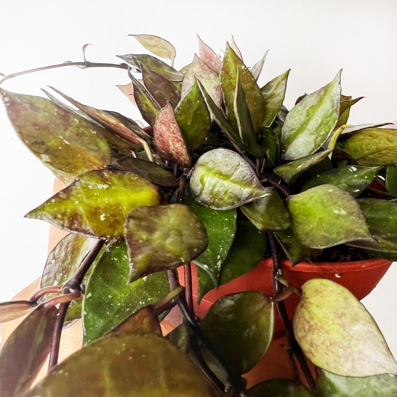 Hoya Krohniana black leaves
