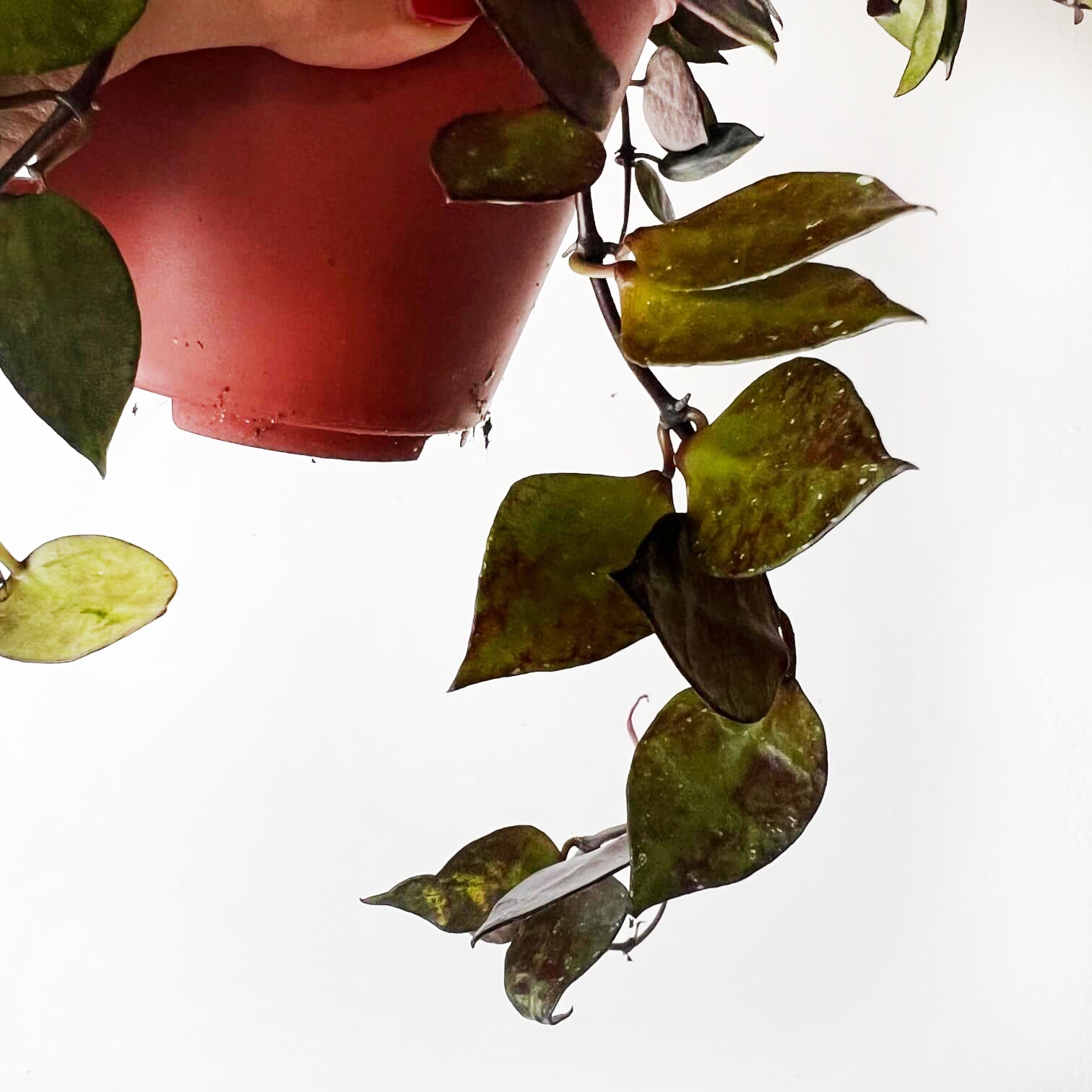 Hoya Krohniana black leaves