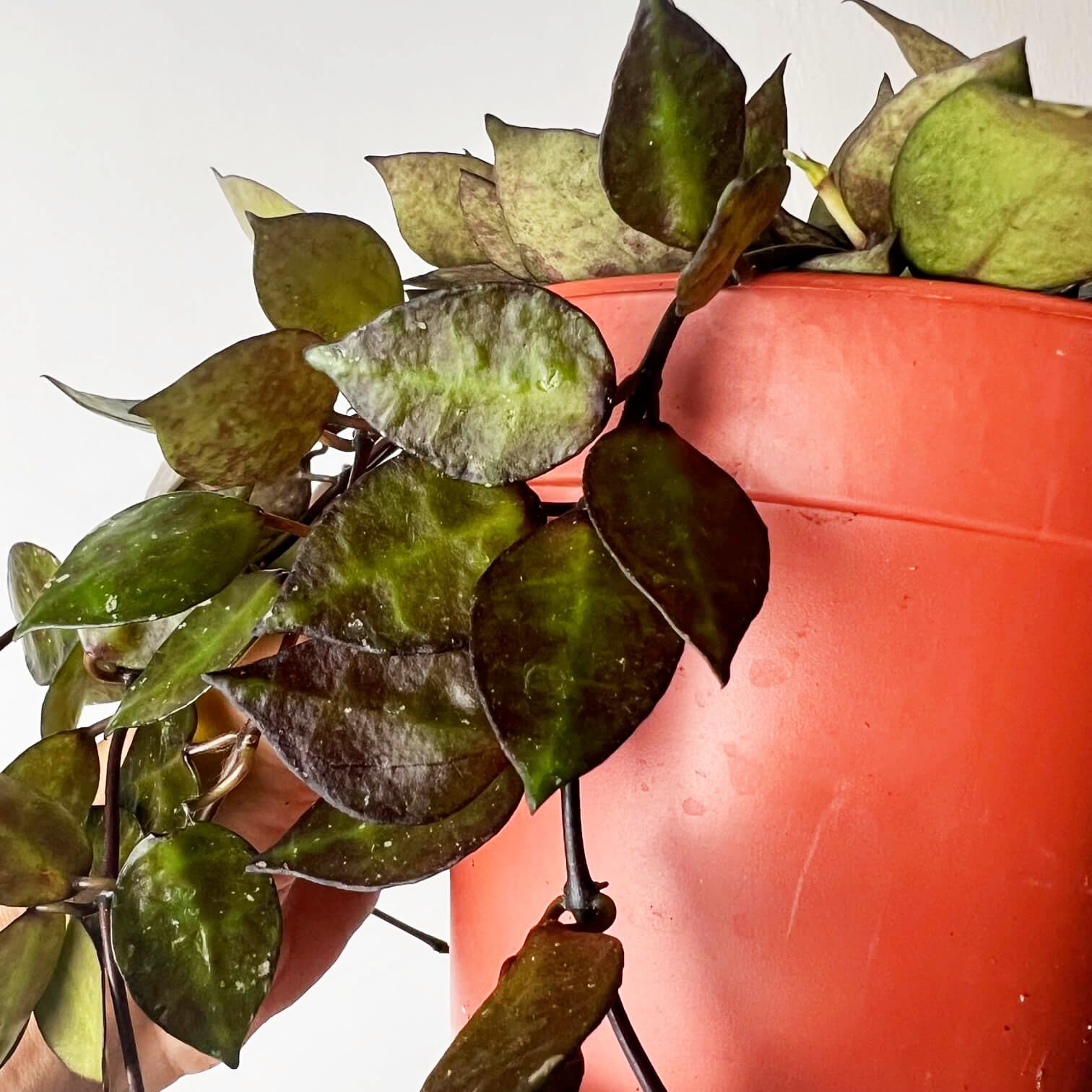 Hoya Krohniana black leaves