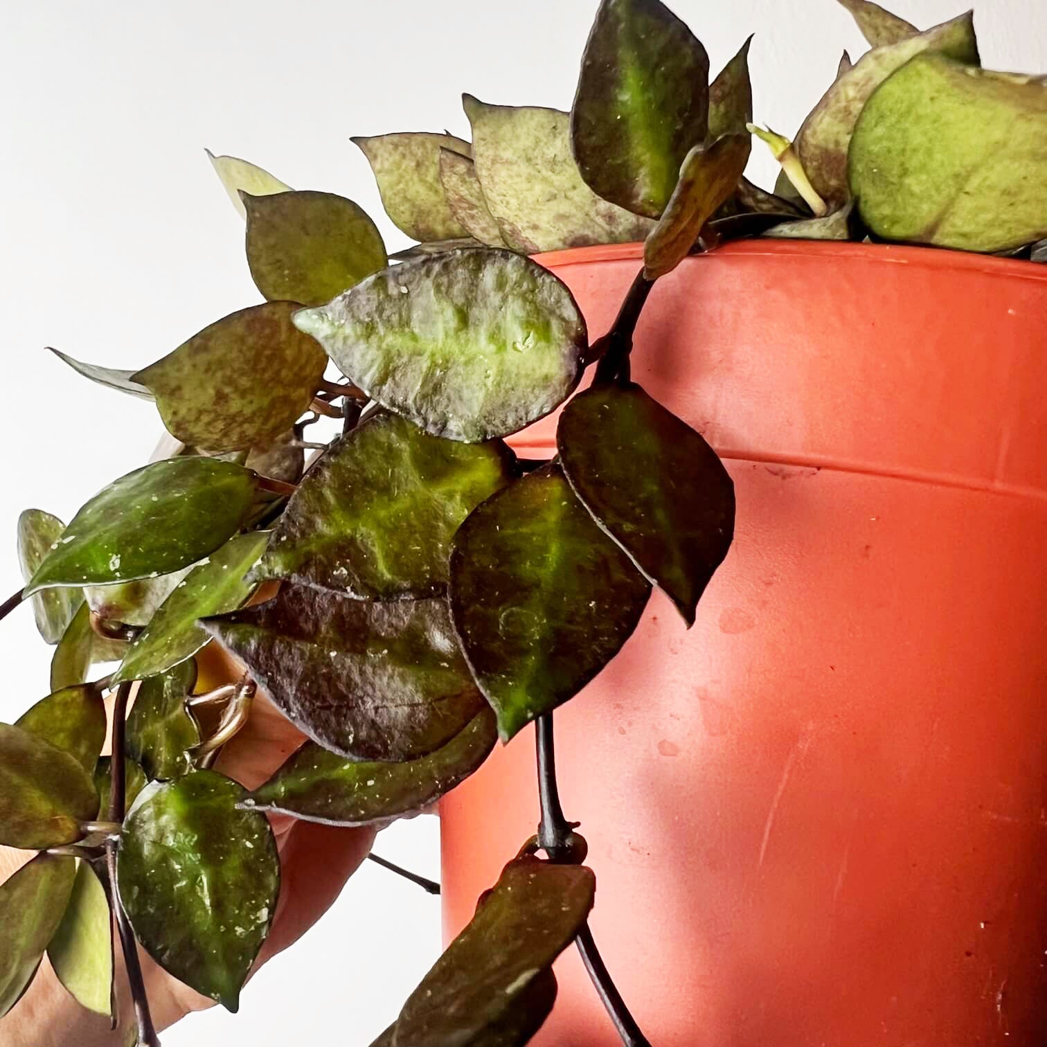 Hoya Krohniana black leaves