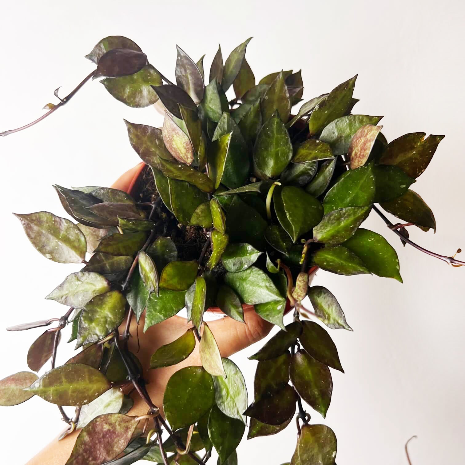 Hoya Krohniana black leaves