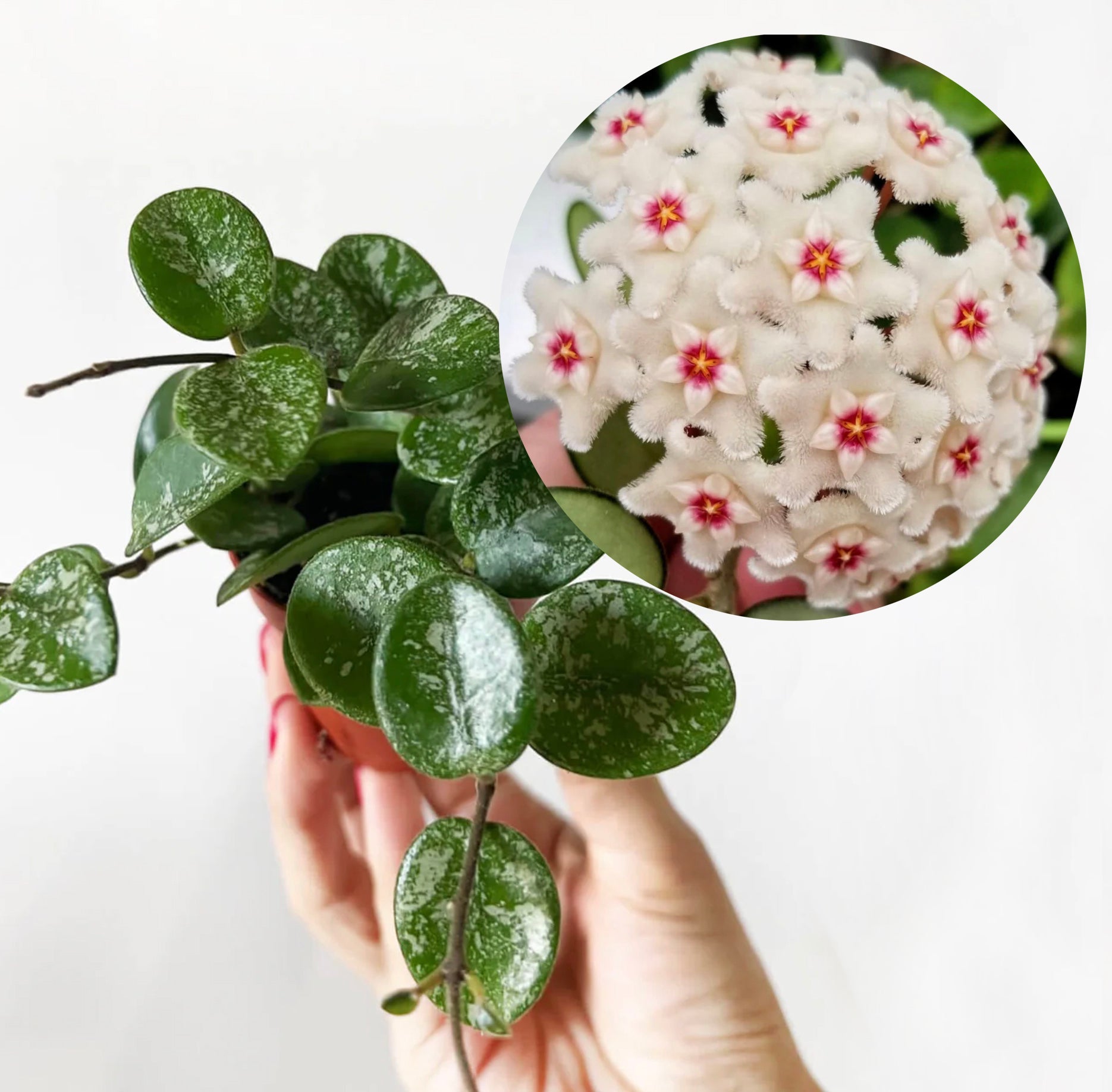 » Hoya Mathilde Splash (100% off)