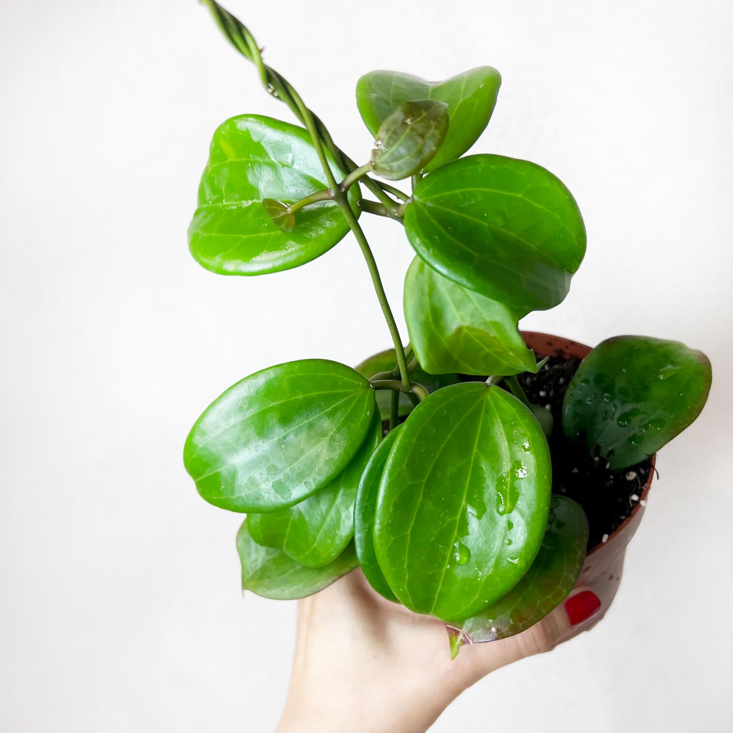 Hoya Quinquenervia