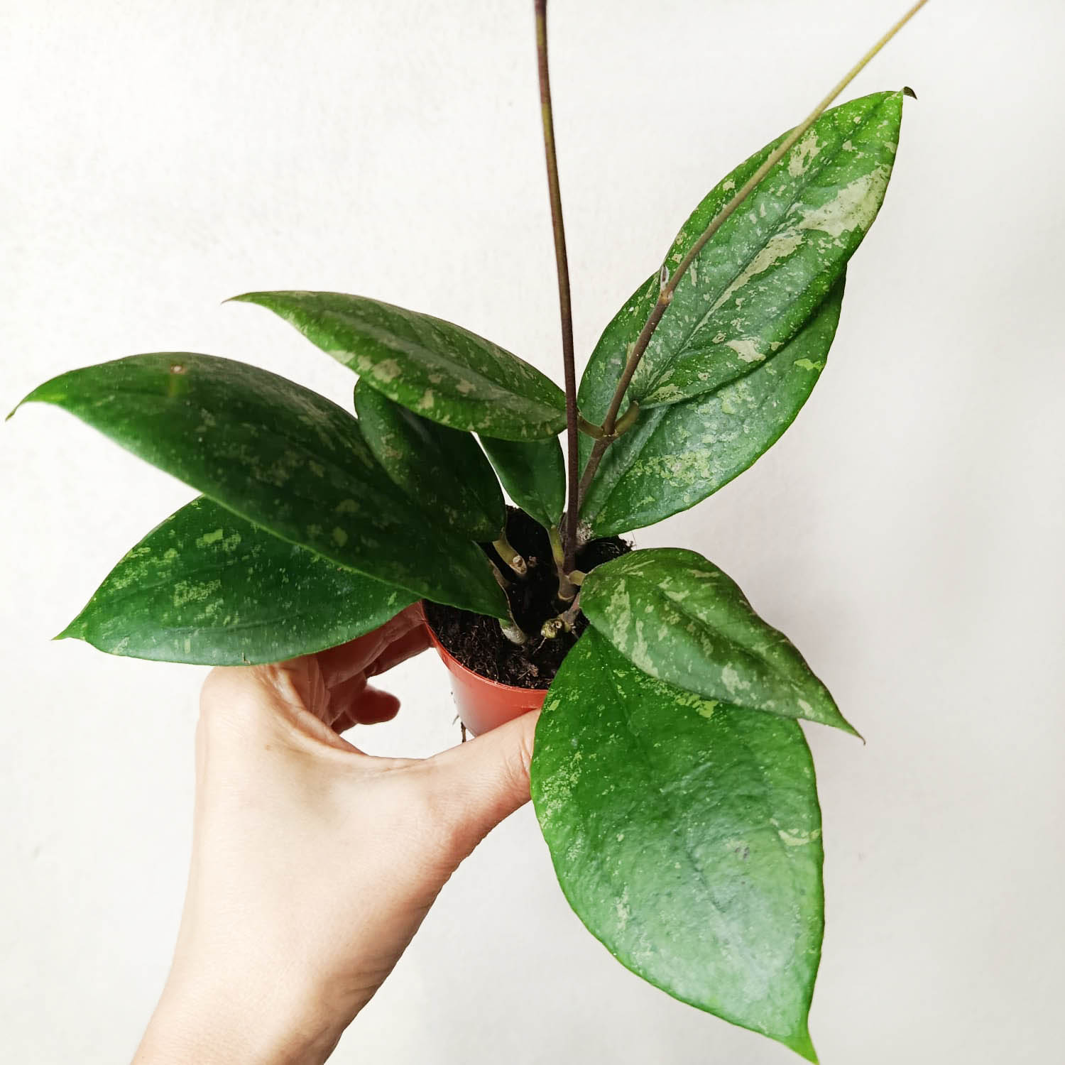 baby Hoya Aff Vitellina