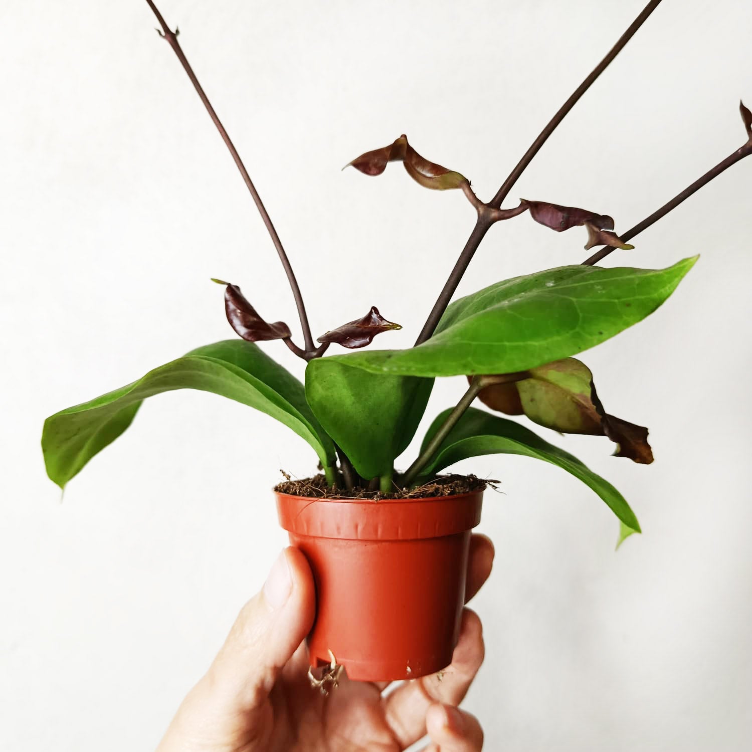 baby Hoya Hoya Chuniana