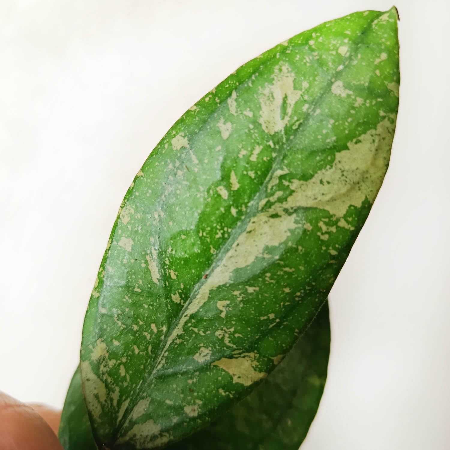 baby Hoya Aff Vitellina