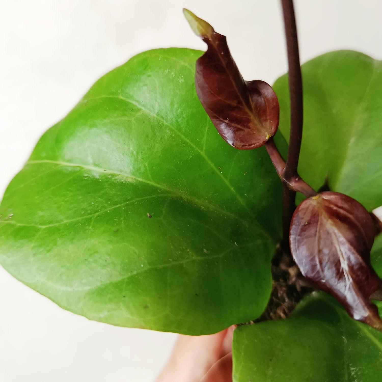 baby Hoya Hoya Chuniana