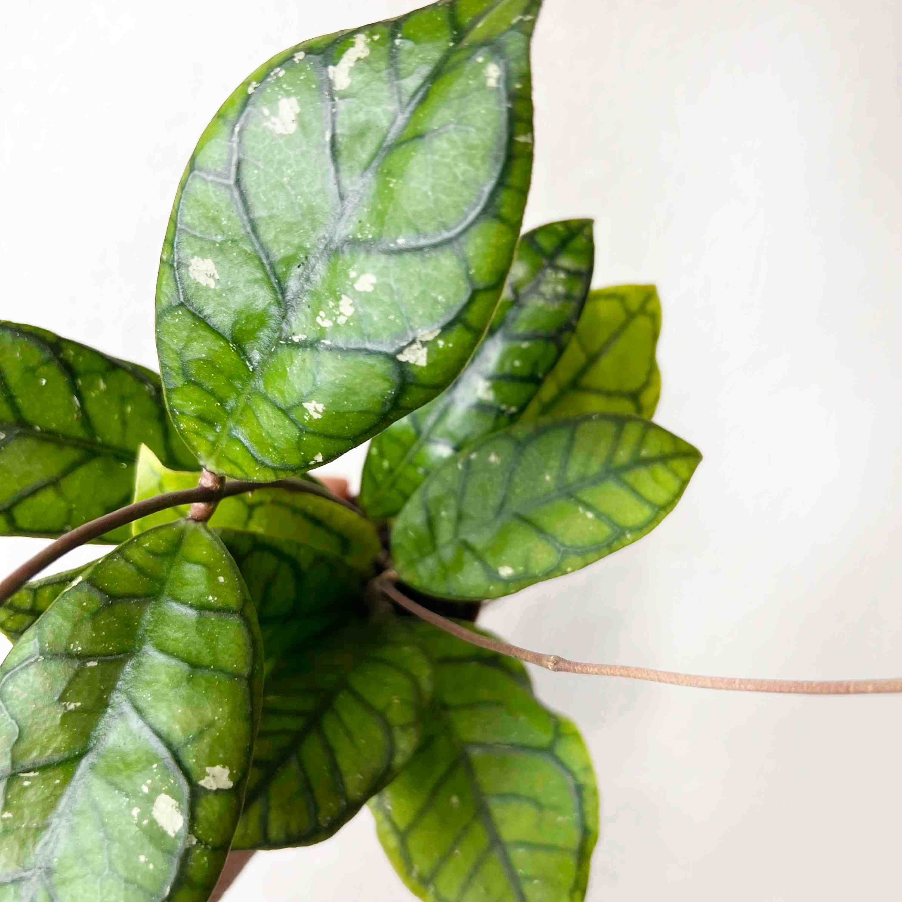 Mini Hoya Clemensorium