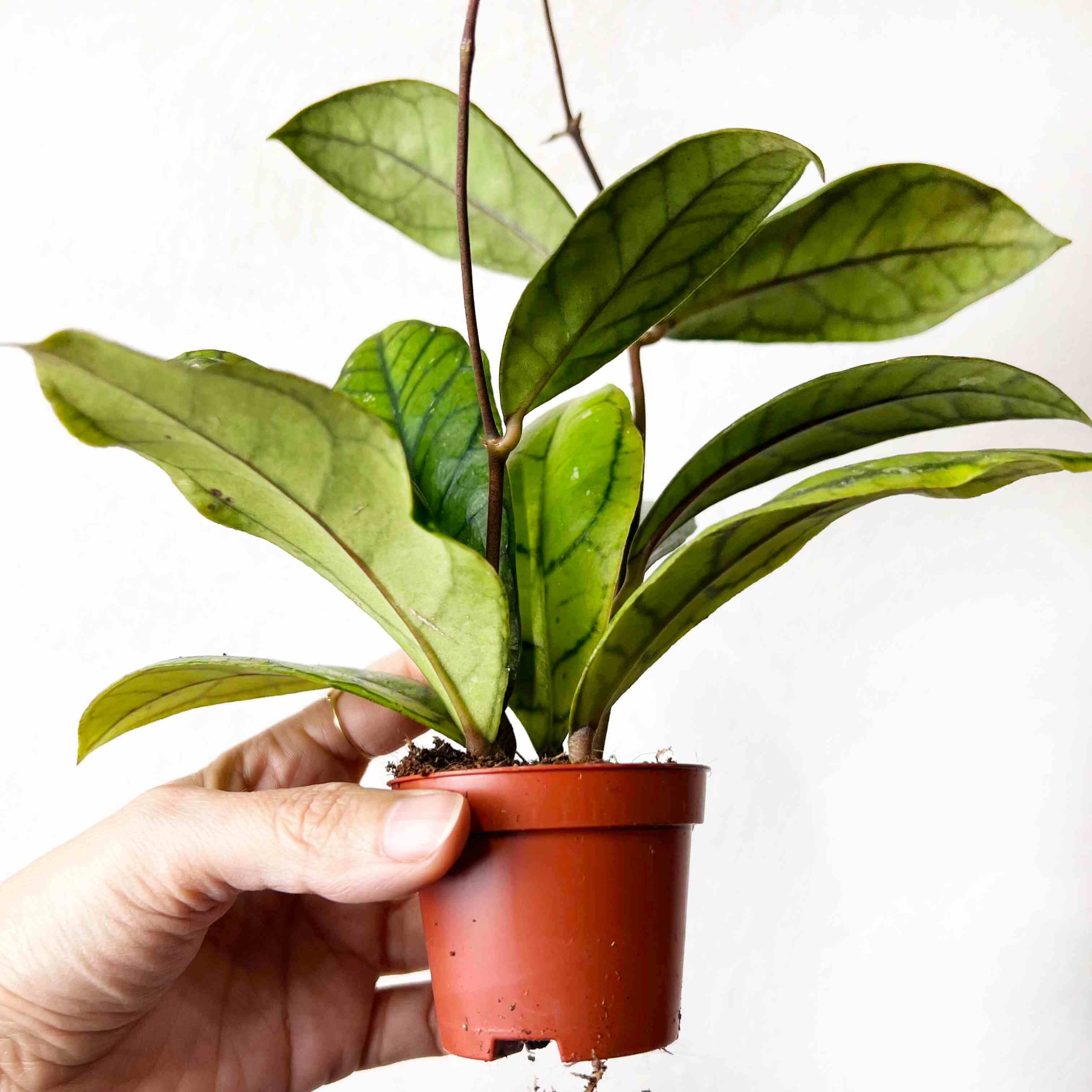 Mini Hoya Clemensorium