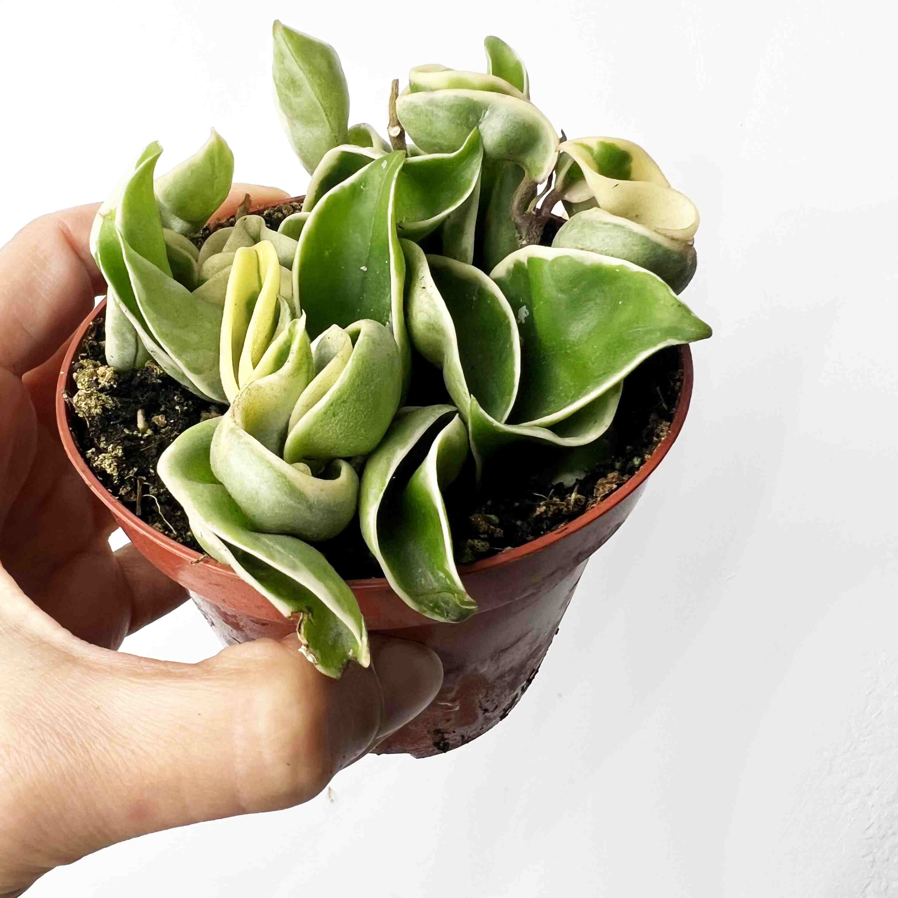 Hoya Carnosa Compacta Variegata