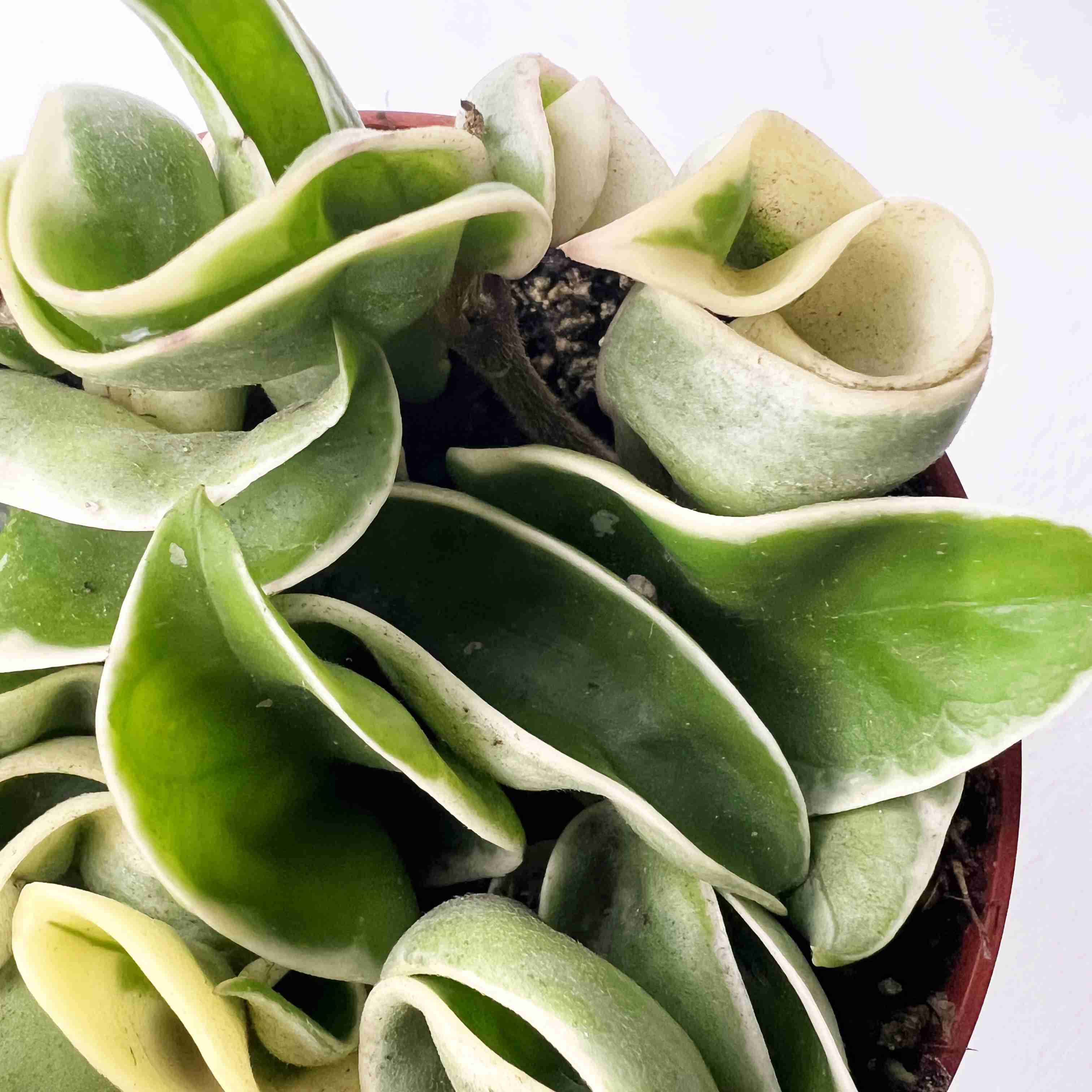 Hoya Carnosa Compacta Variegata