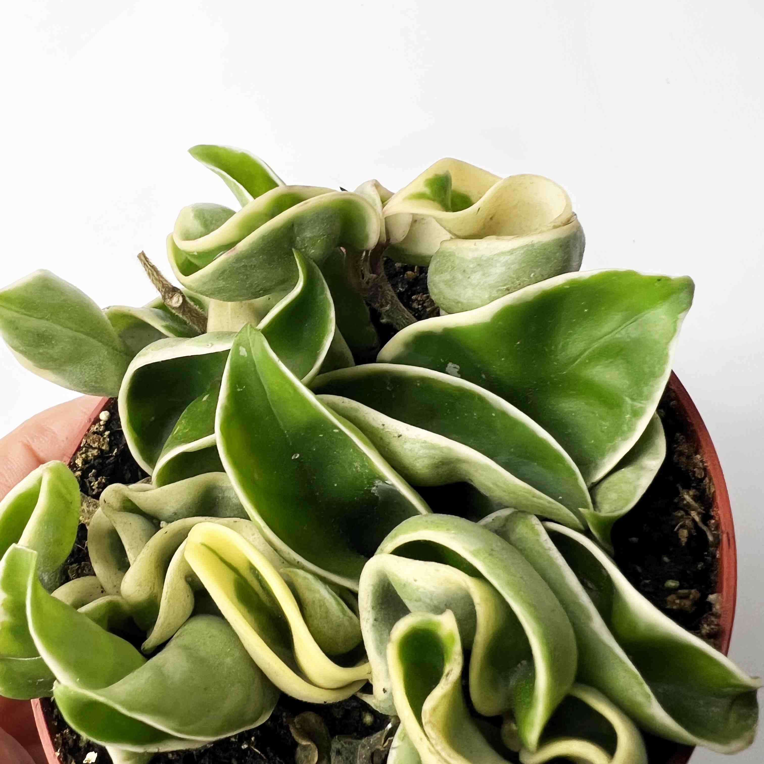 Hoya Carnosa Compacta Variegata