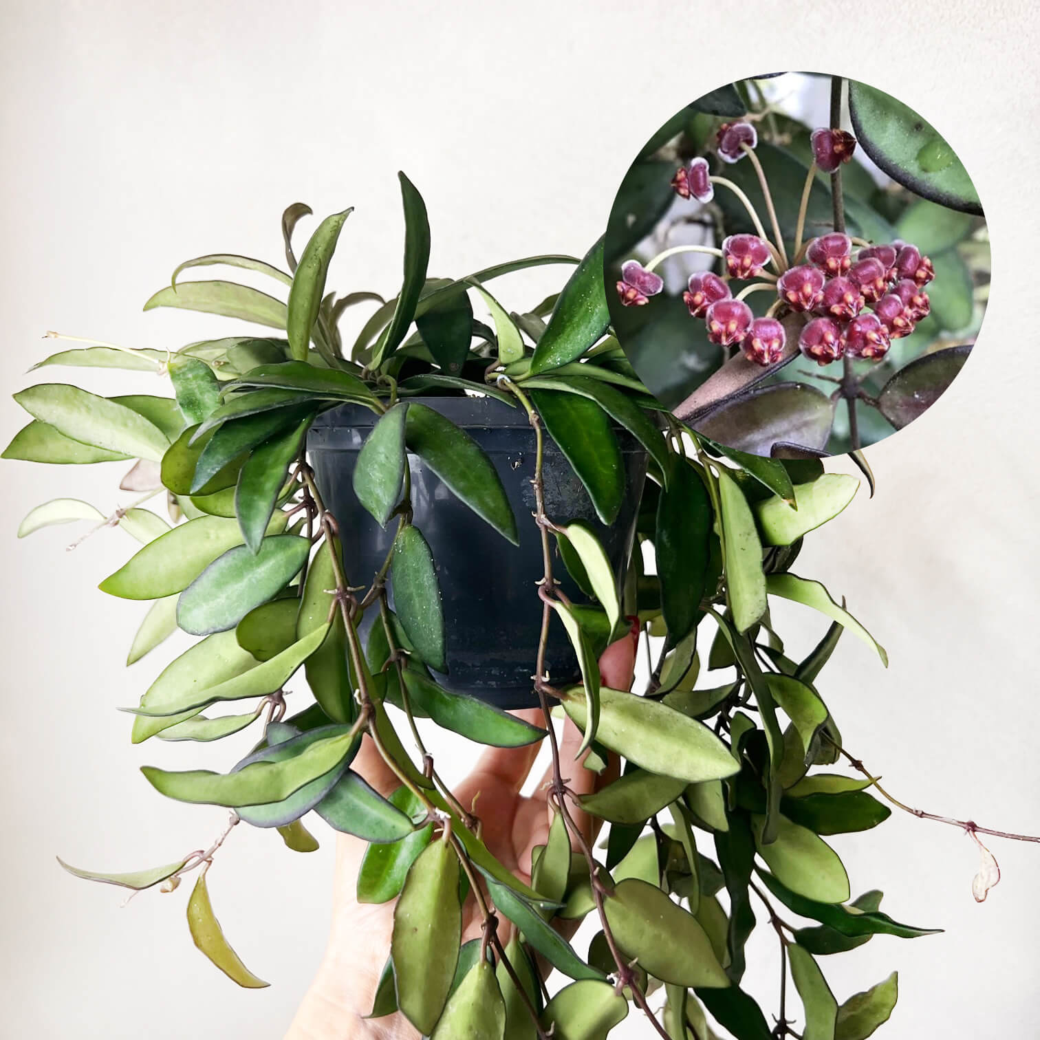 Hoya Rosita