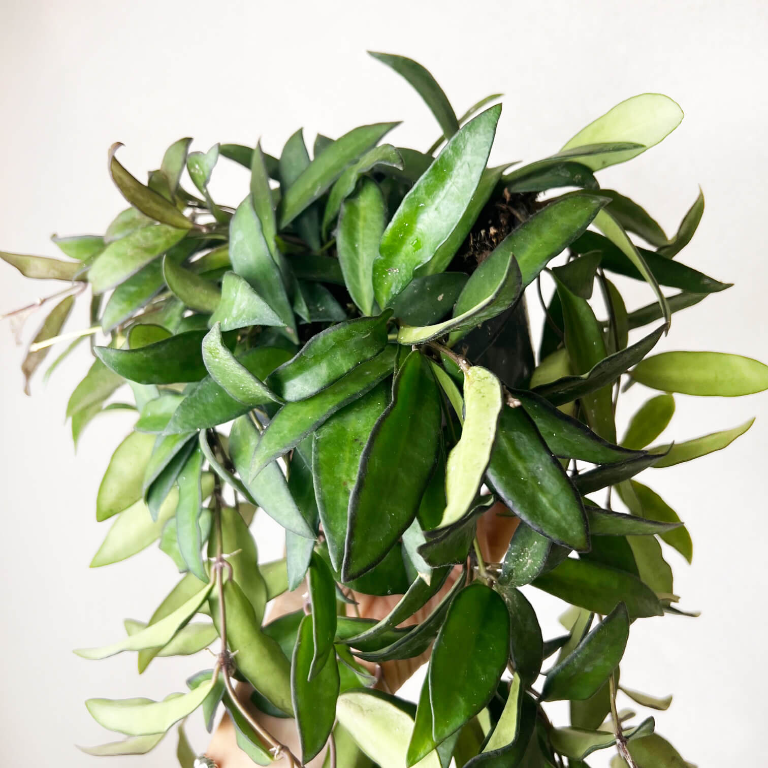 Hoya Rosita